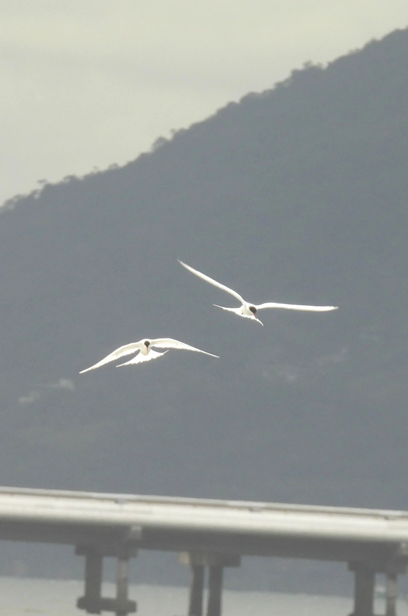 Trinta-réis-de-bico-vermelho (Sterna hirundinacea), aves, fotografado em Centro, São Sebastião