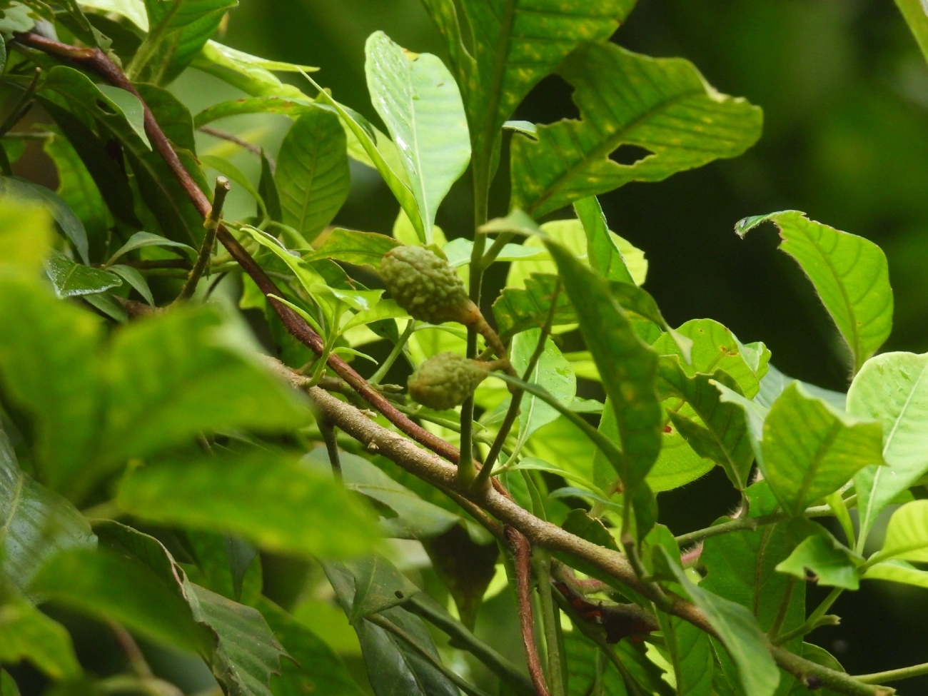 Plantas (Plantae), plantas, fotografado em Boiçucanga, São Sebastião