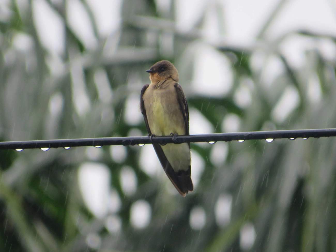 Andorinha-serradora (Stelgidopteryx ruficollis), aves, fotografado em Maresias, São Sebastião
