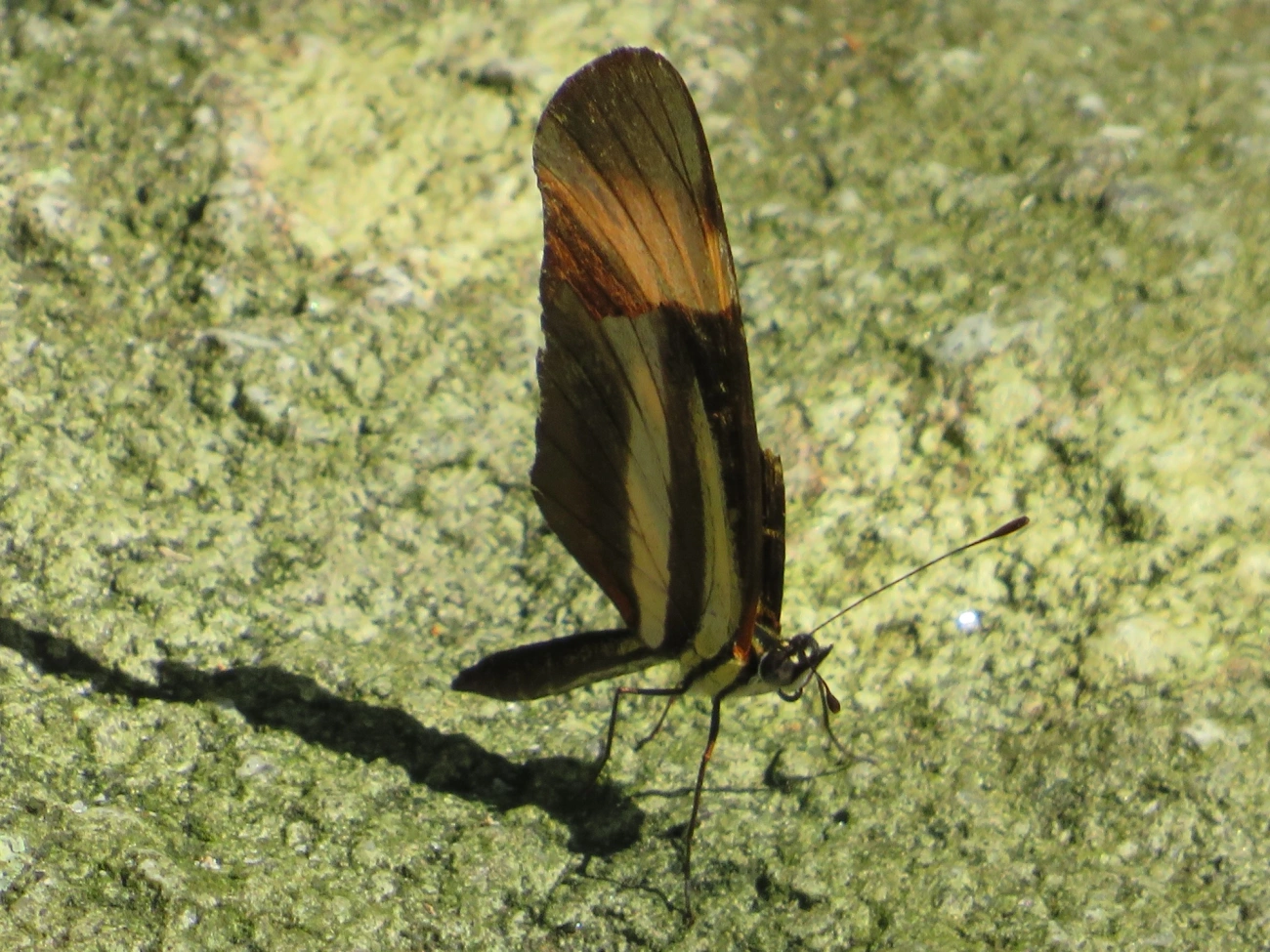 Falsa-erato (Eresia lansdorfi), insetos, fotografado em Maresias, São Sebastião