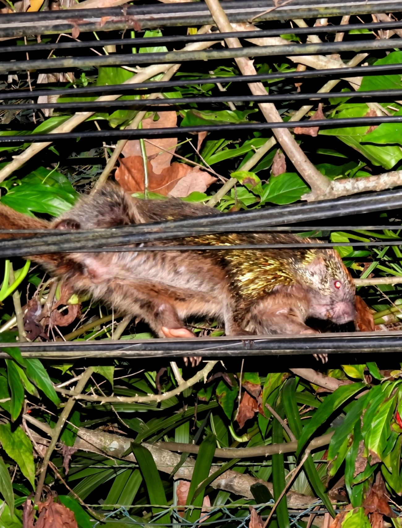 Coandu-alaranjado (Coendou spinosus), mamíferos, fotografado em Maresias, São Sebastião