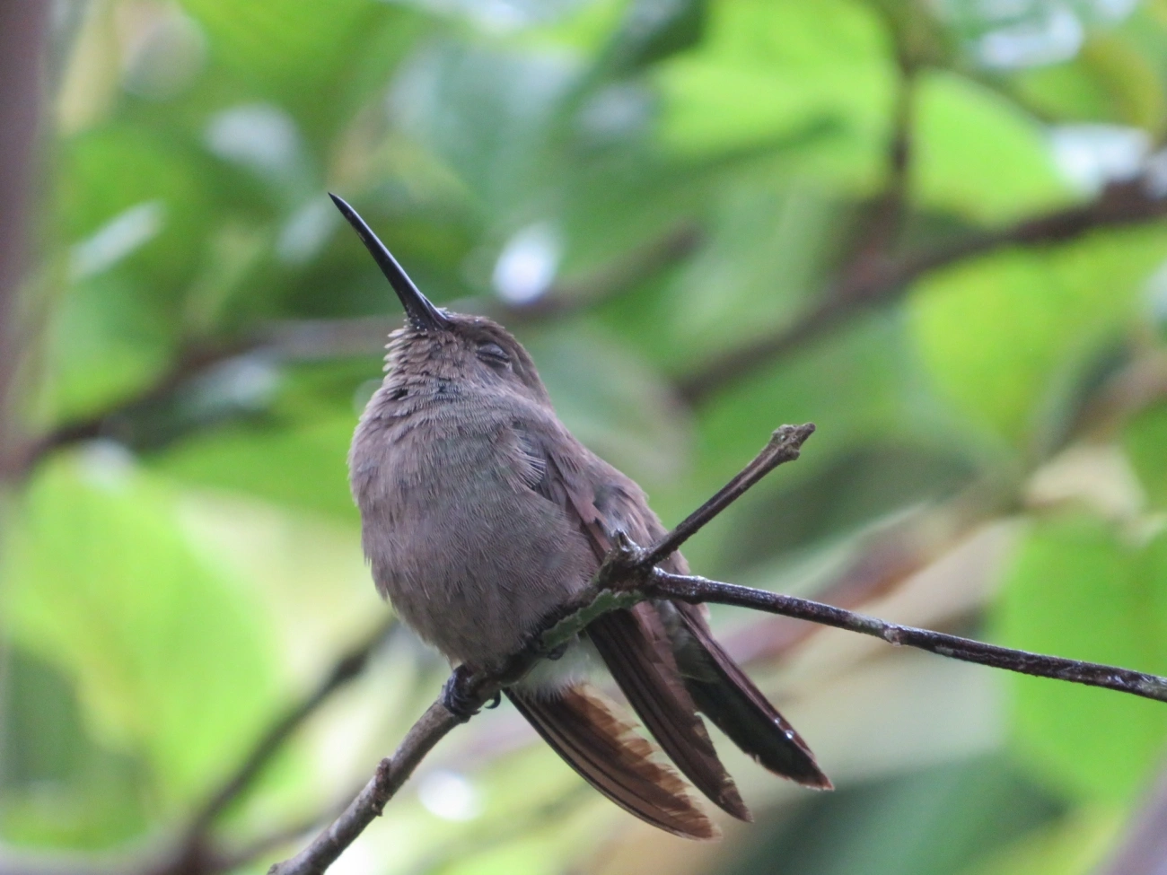 Beija-flor-cinza (Eupetomena cirrochloris), aves, fotografado em Maresias, São Sebastião