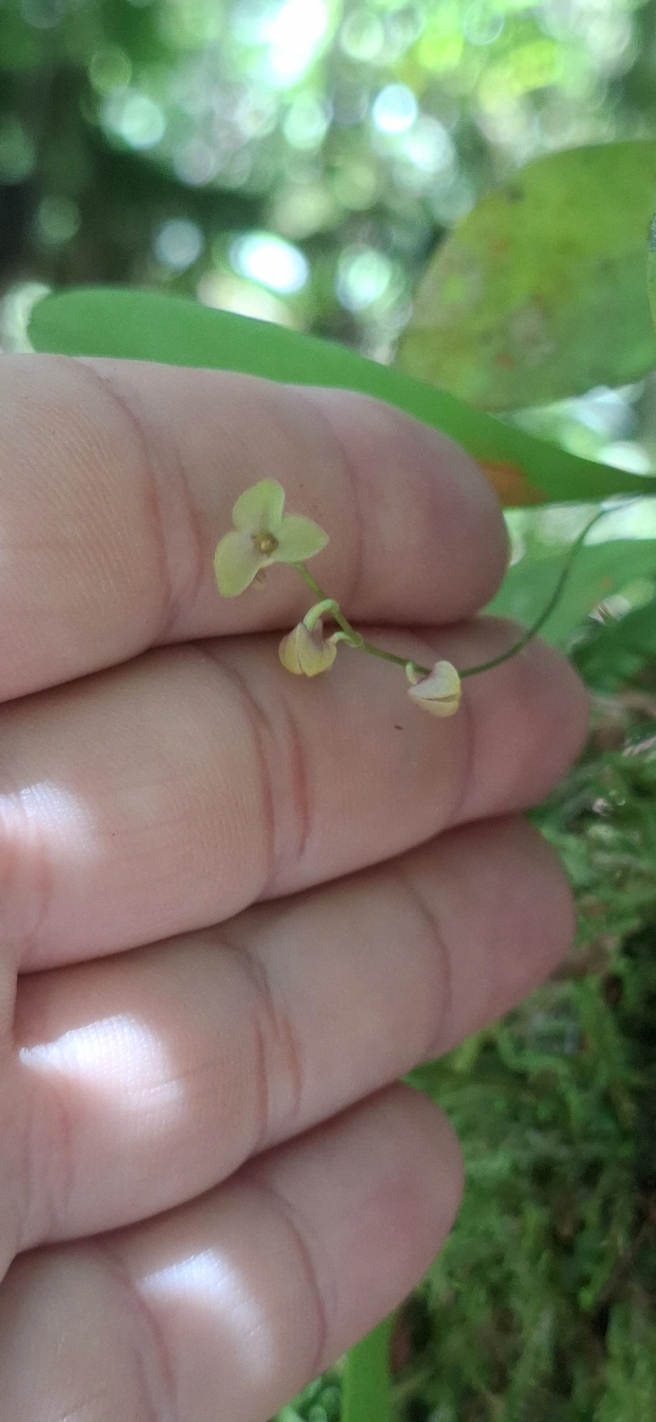 Stelis, plantas, fotografado em Queluz