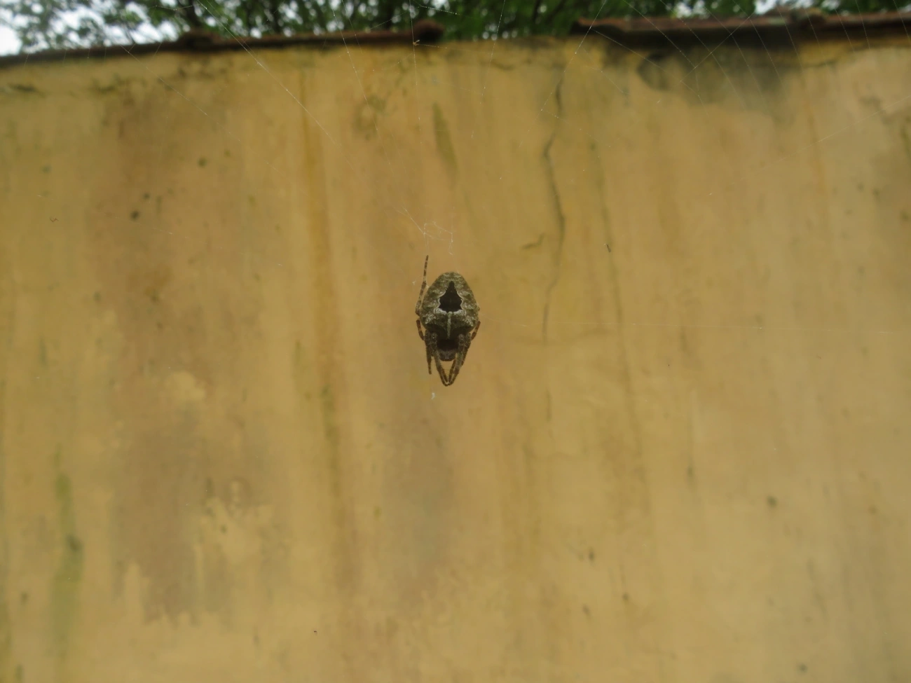 Parawixia, aracnídeos, fotografado em Maresias, São Sebastião