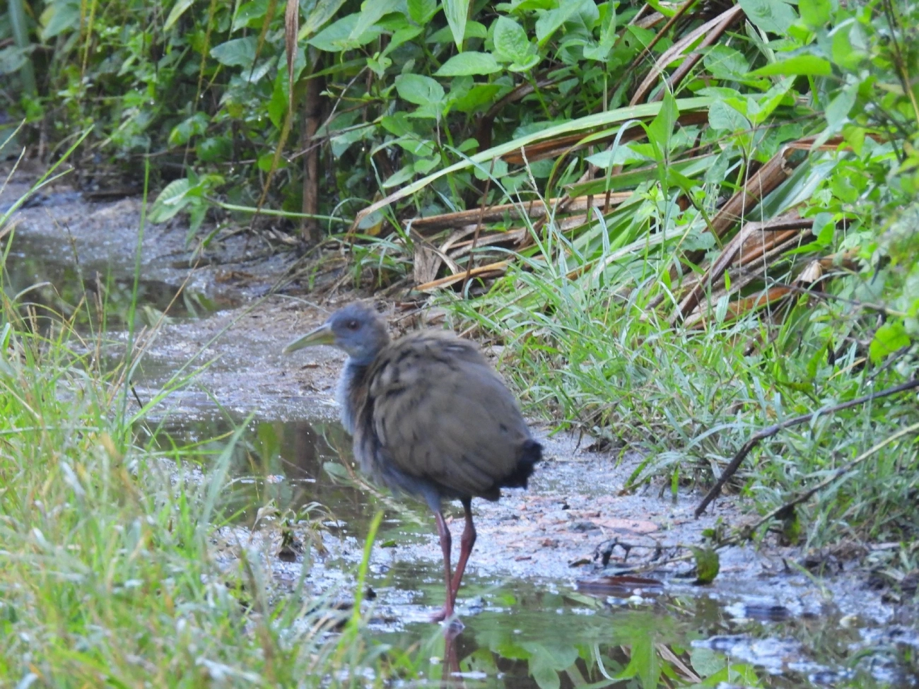 Saracura-do-mato (Aramides saracura), aves, fotografado em Maresias, São Sebastião