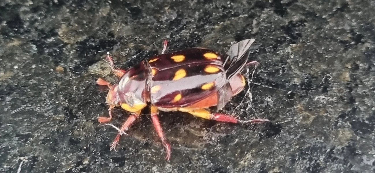 Pelidnota xanthospila, insetos, fotografado em Maresias, São Sebastião