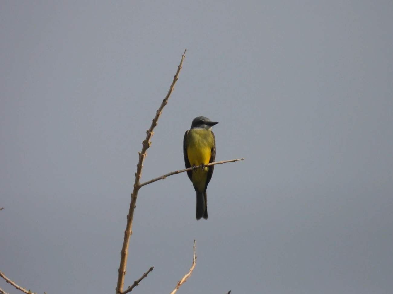 Suiriri (Tyrannus melancholicus), aves, fotografado em Maresias, São Sebastião