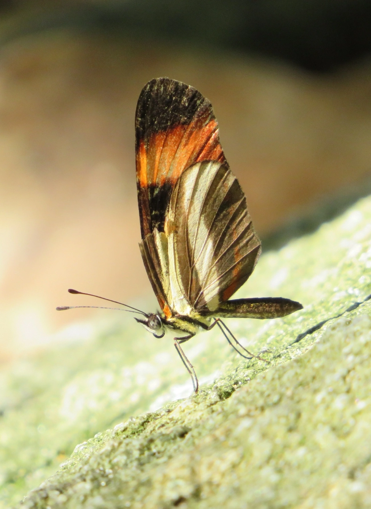 Falsa-erato (Eresia lansdorfi), insetos, fotografado em Maresias, São Sebastião