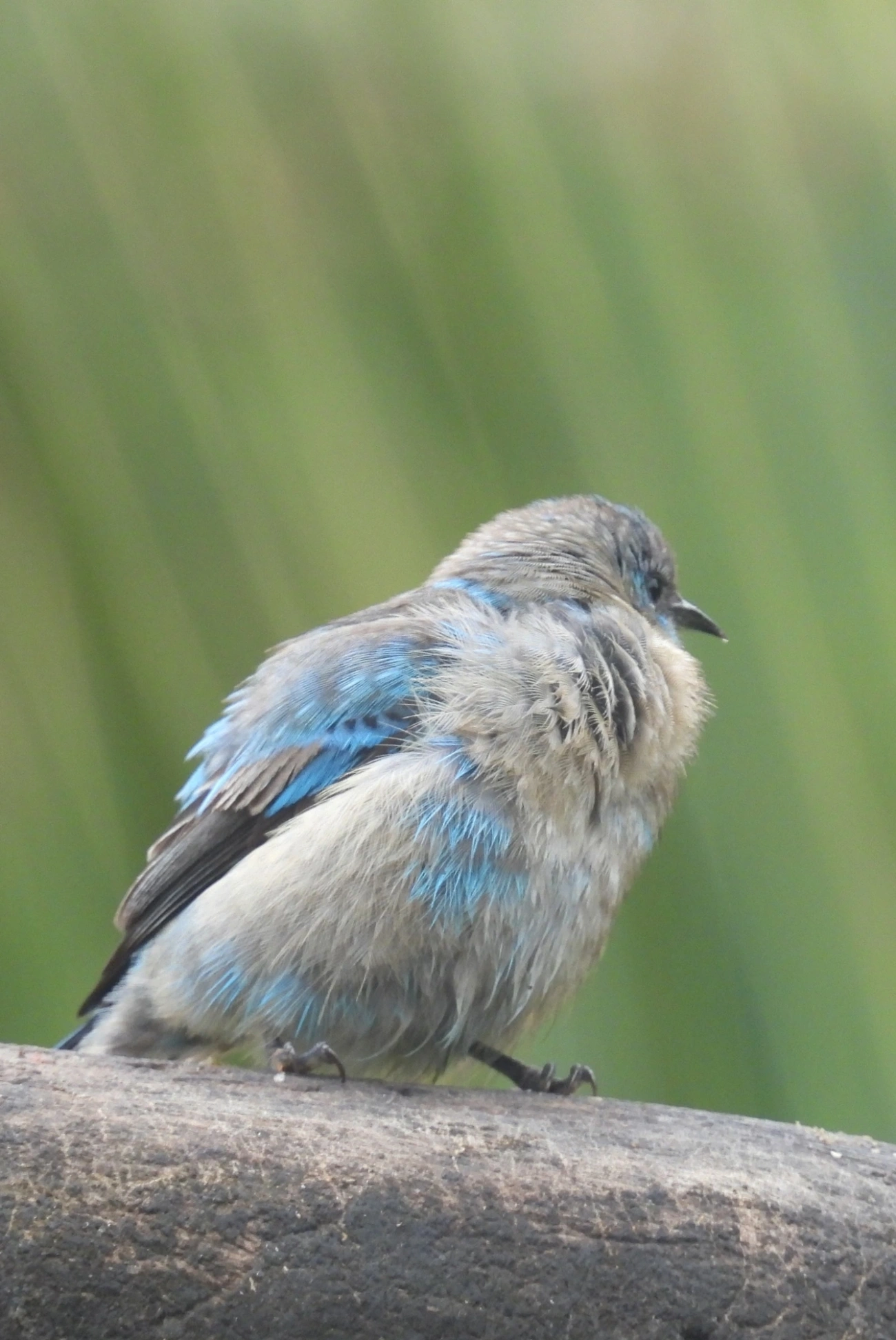 Saí-de-pernas-pretas (Dacnis nigripes), aves, fotografado em São Sebastião