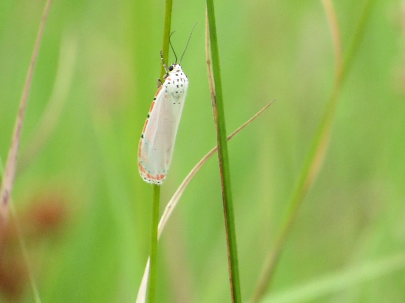 Mariposa-Ornatrix (Utetheisa ornatrix), insetos, fotografado em Maresias, São Sebastião