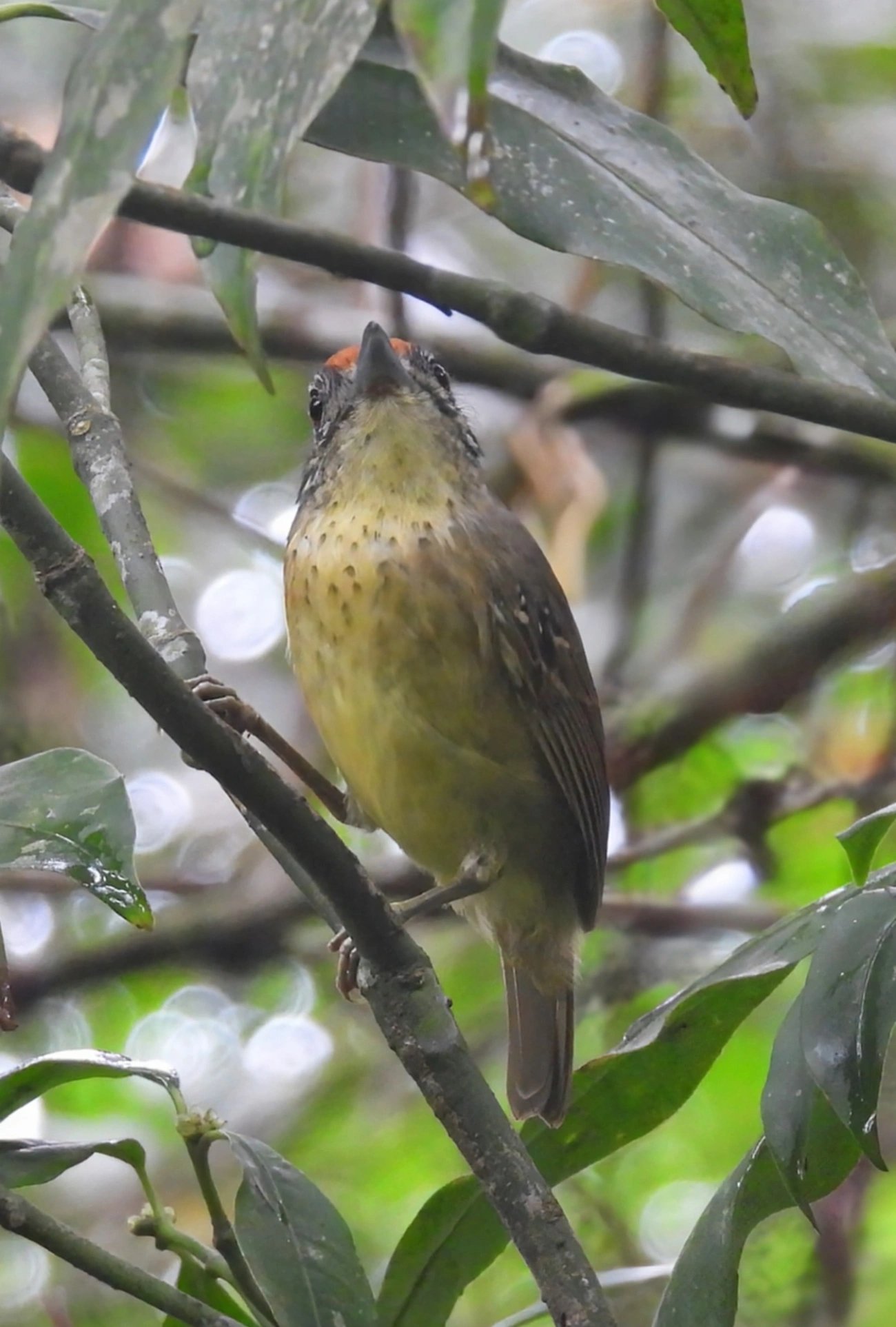 Choquinha-de-peito-pintado (Dysithamnus stictothorax), aves, fotografado em São Sebastião