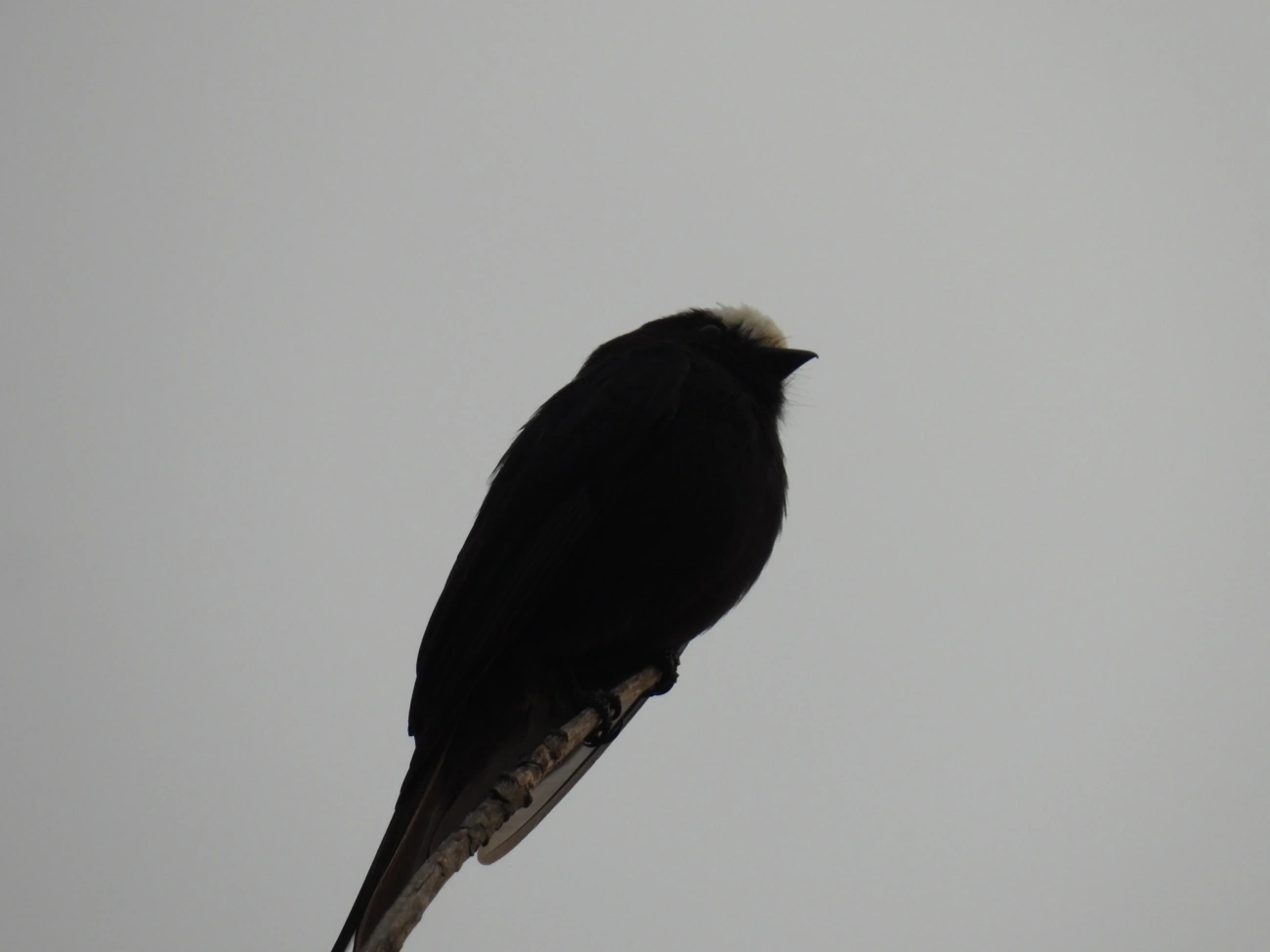 Viuvinha (Colonia colonus), aves, fotografado em Rodovia BR 354, Itamonte