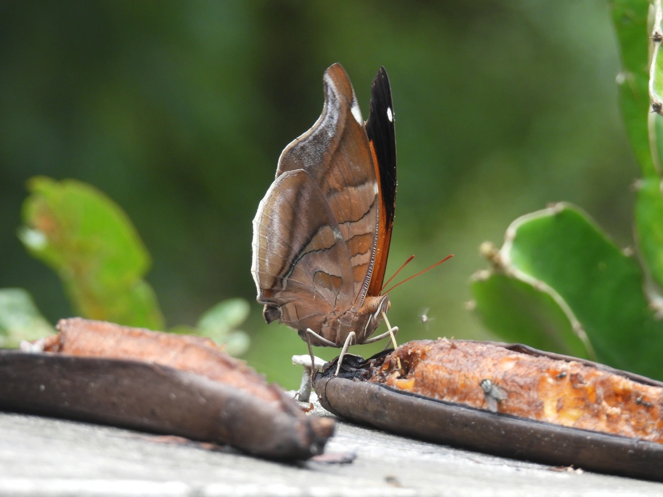 Historis odius, insetos, fotografado em Maresias, São Sebastião
