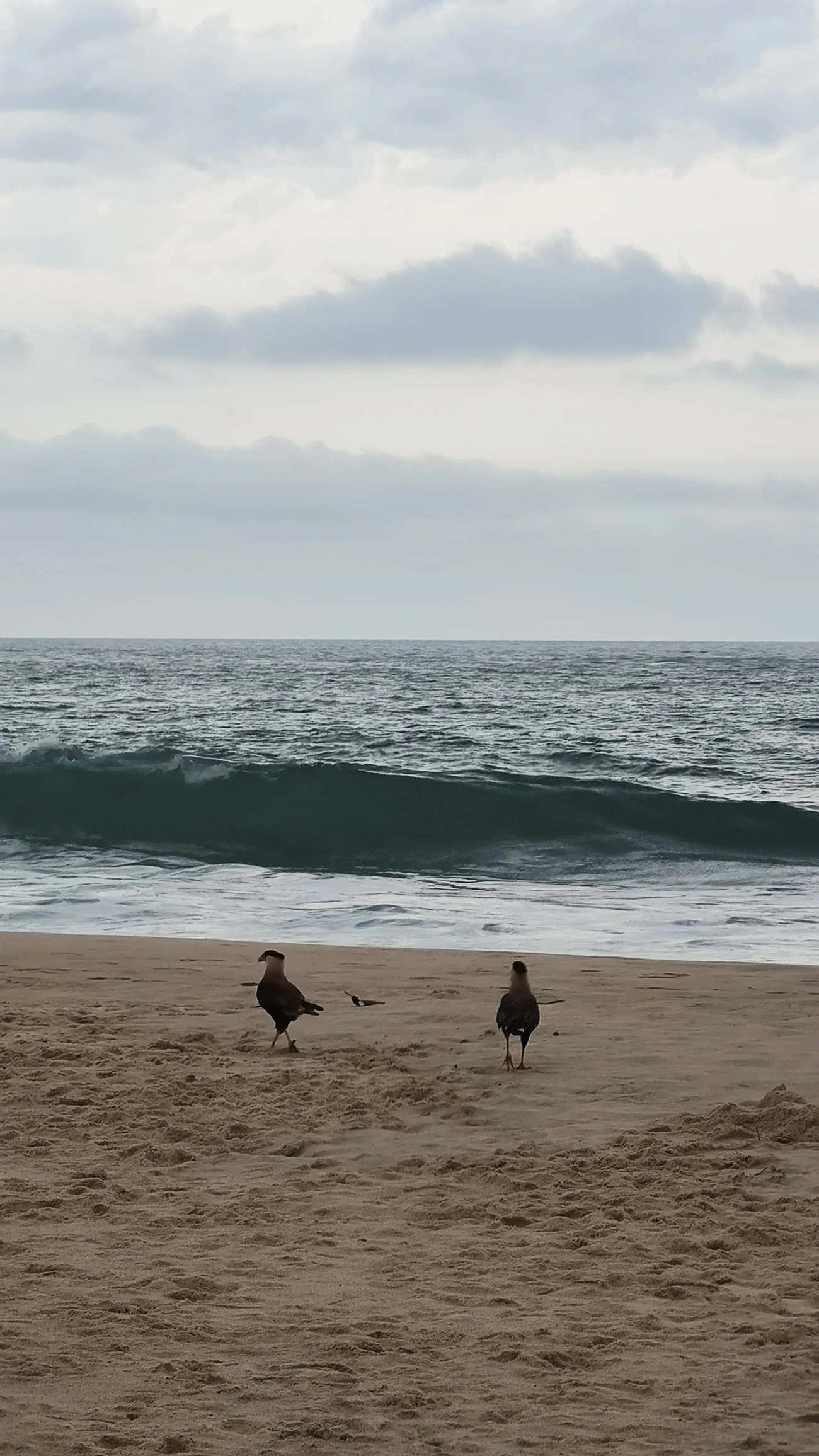 Carcará (Caracara plancus), aves, fotografado em Praia de Santiago, São Sebastião