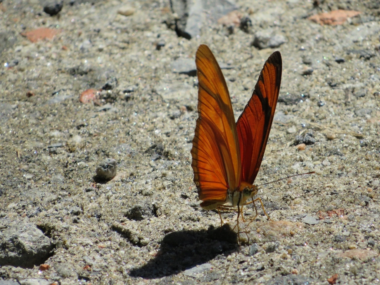 Heliconiini, insetos, fotografado em Maresias, São Sebastião