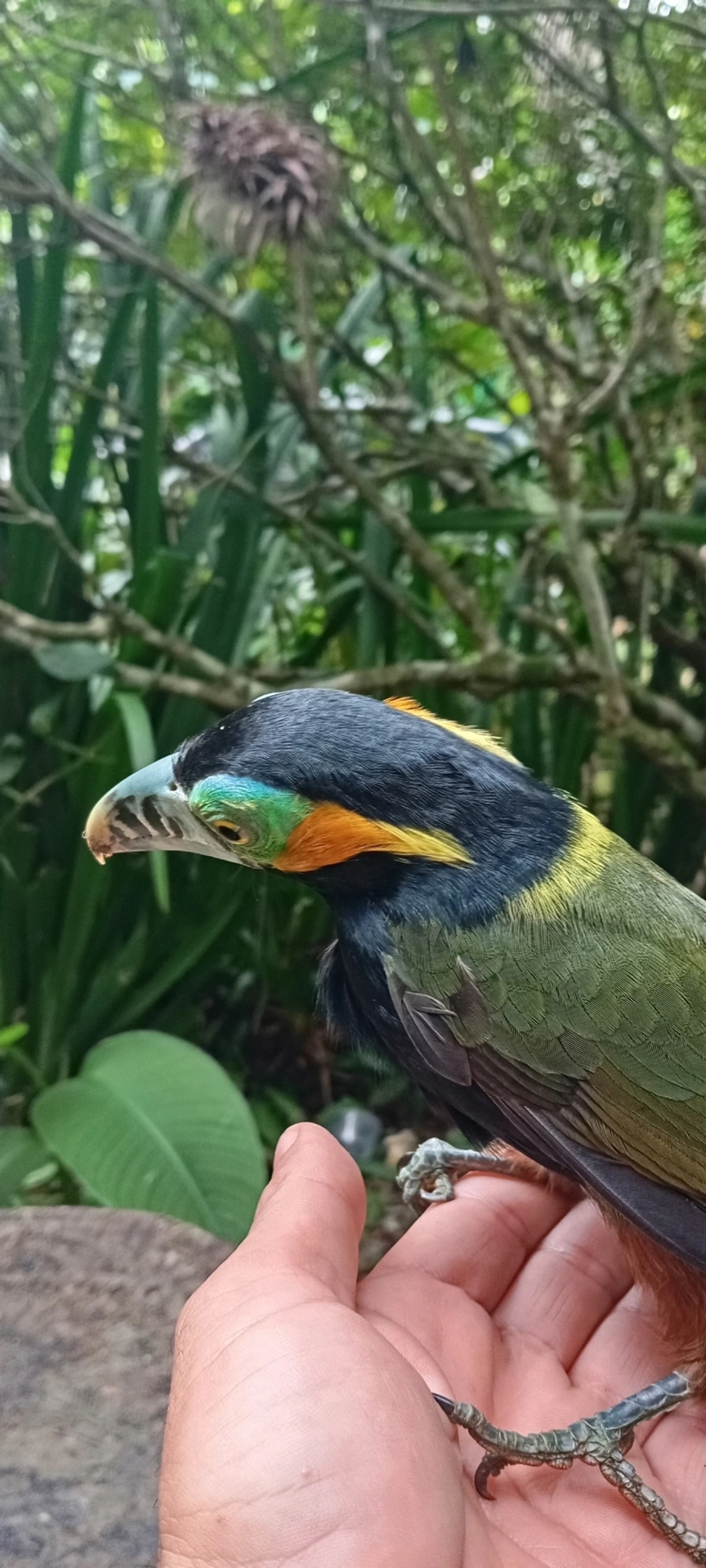 Araçari-poca (Selenidera maculirostris), aves, fotografado em Maresias, São Sebastião