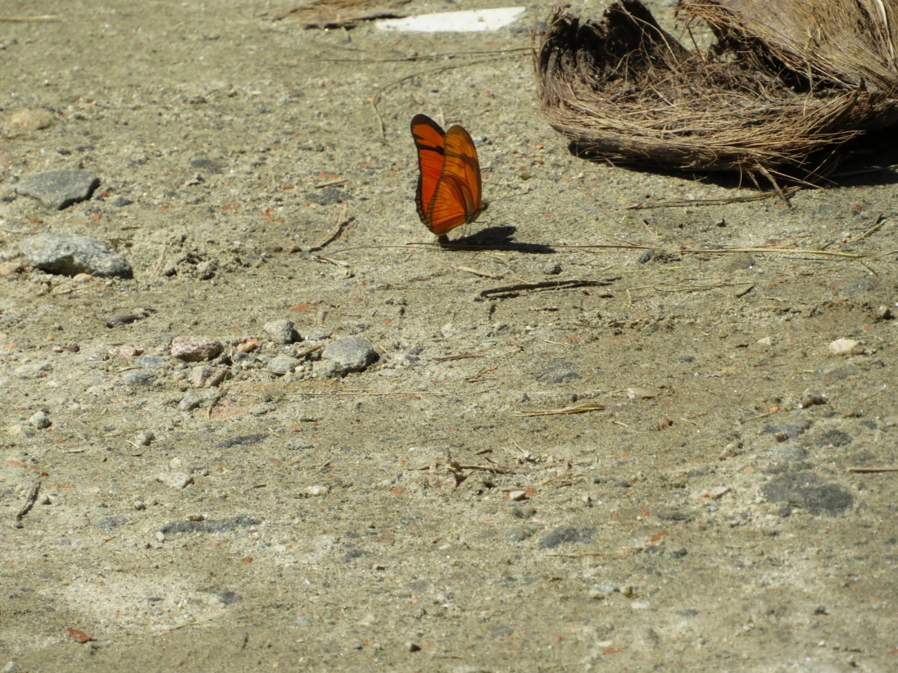 Heliconiini, insetos, fotografado em Maresias, São Sebastião