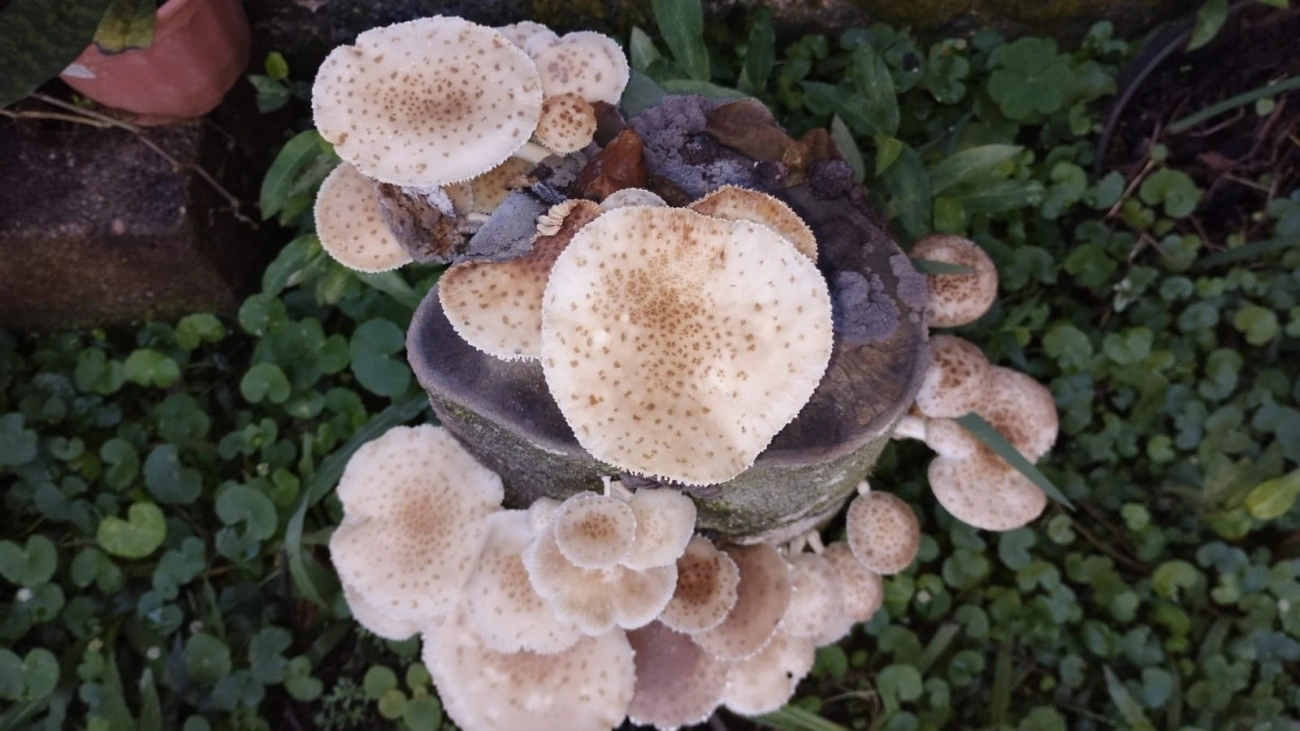 Cogumelo-de-coco (Oudemansiella cubensis), fungos, fotografado em Maresias, São Sebastião