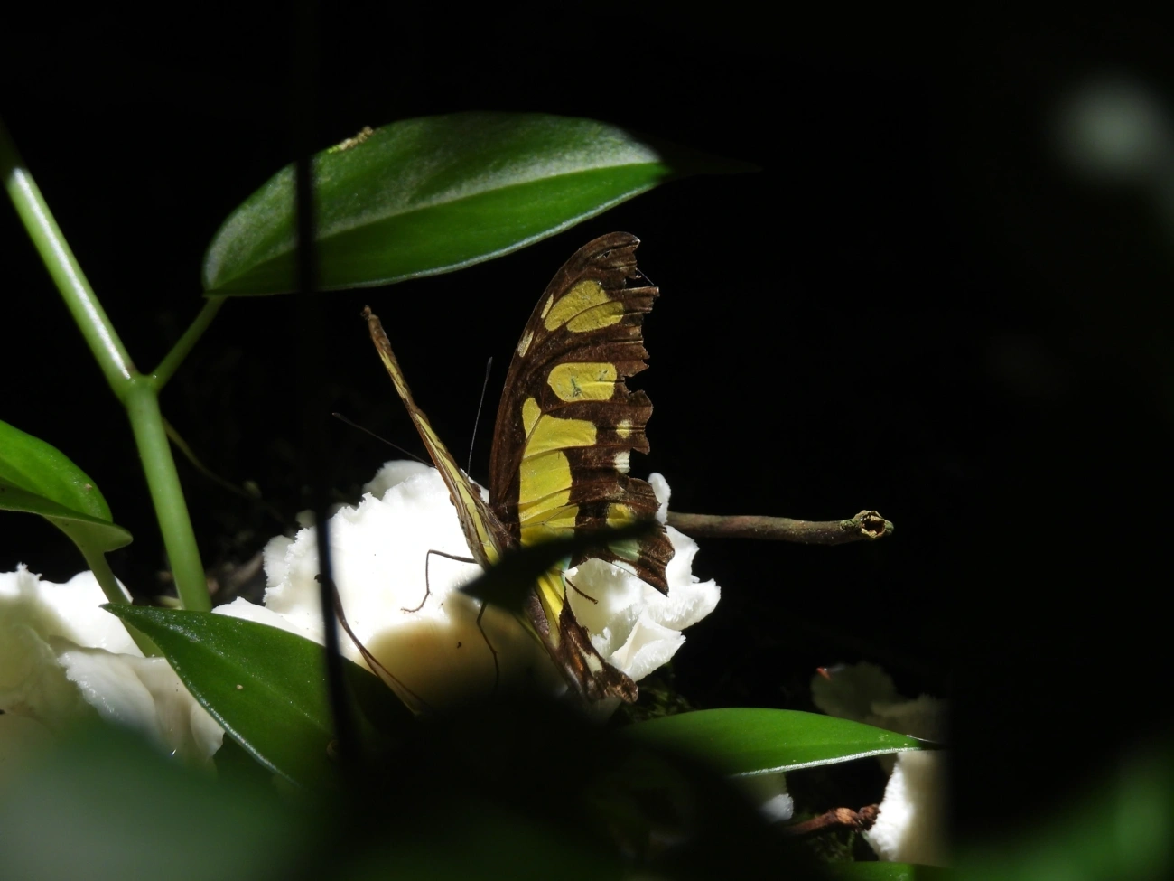 Borboleta-malaquita (Siproeta stelenes), insetos, fotografado em Maresias, São Sebastião