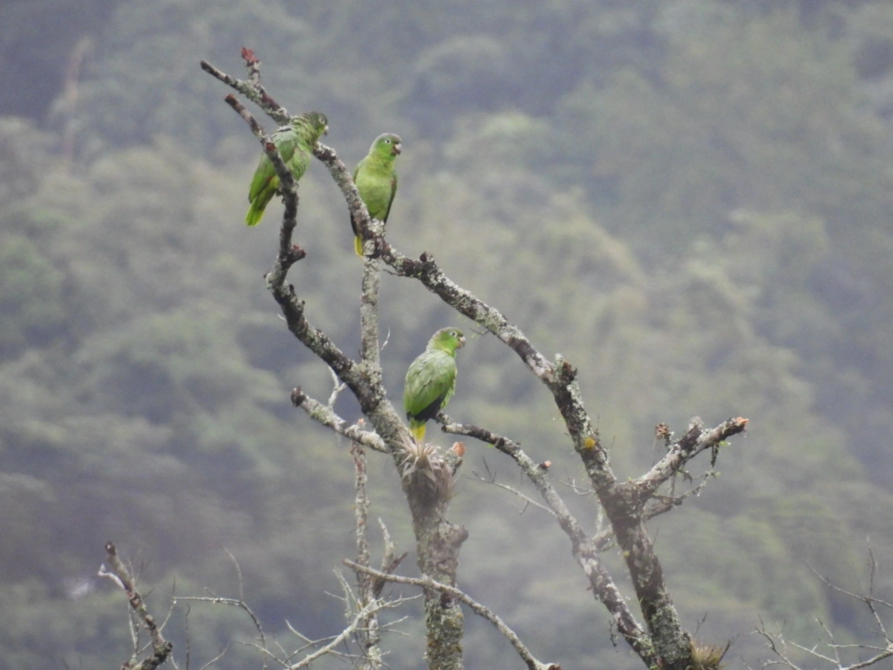 Papagaio-moleiro (Amazona farinosa), aves, fotografado em São Paulo