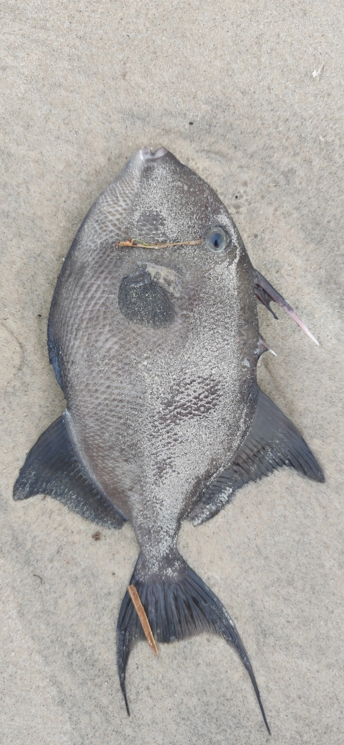 Cangulo (Balistes capriscus), peixes, fotografado em Maresias, São Sebastião