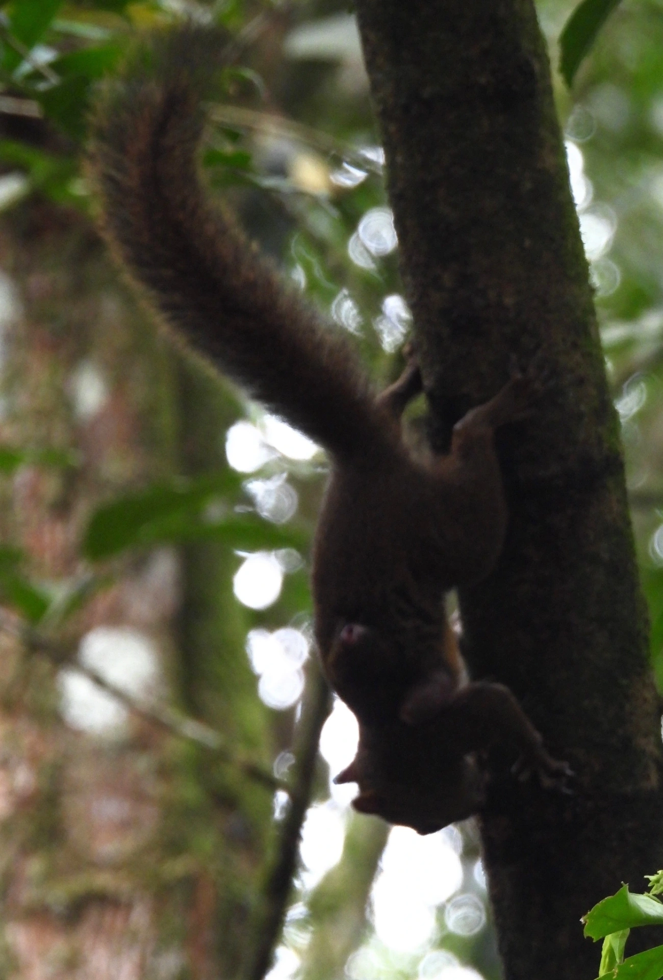 Caxinguelê (Sciurus brasiliensis), mamíferos, fotografado em Ilhabela