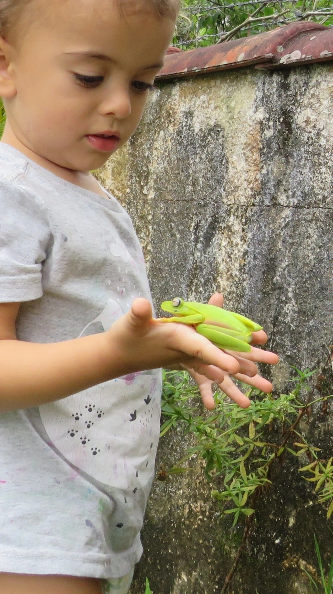 Perereca-araponga (Boana albomarginata), anfíbios, fotografado em Maresias, São Sebastião