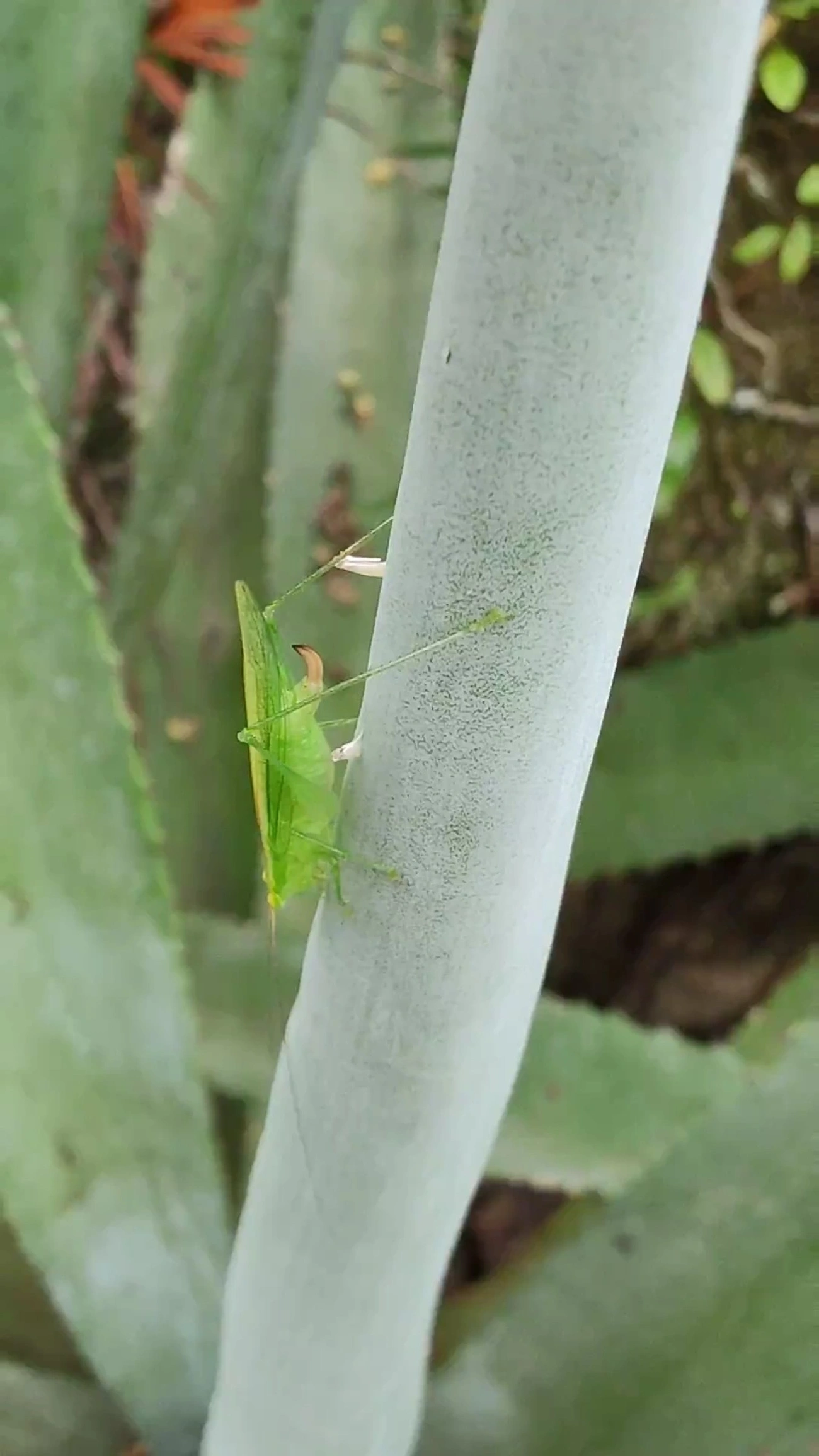 Phlugidini, insetos, fotografado em Maresias, São Sebastião