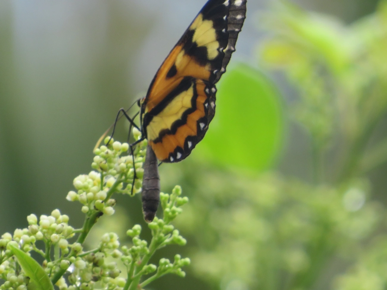 Borboleta-vidro (Pagyris euryanassa), insetos, fotografado em Maresias, São Sebastião
