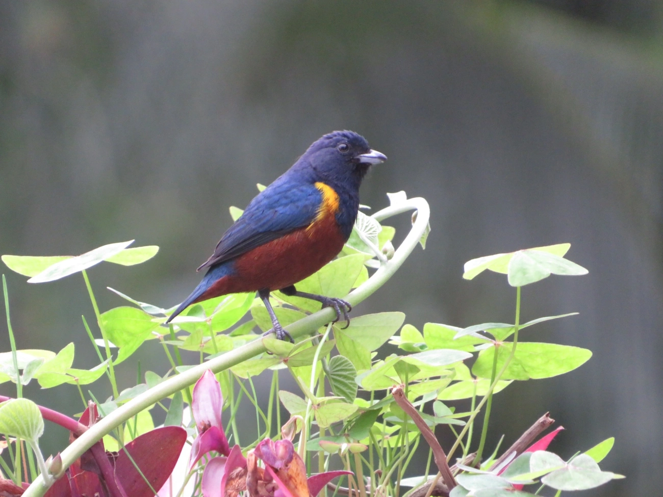 Ferro-velho (Euphonia pectoralis), aves, fotografado em Maresias, São Sebastião