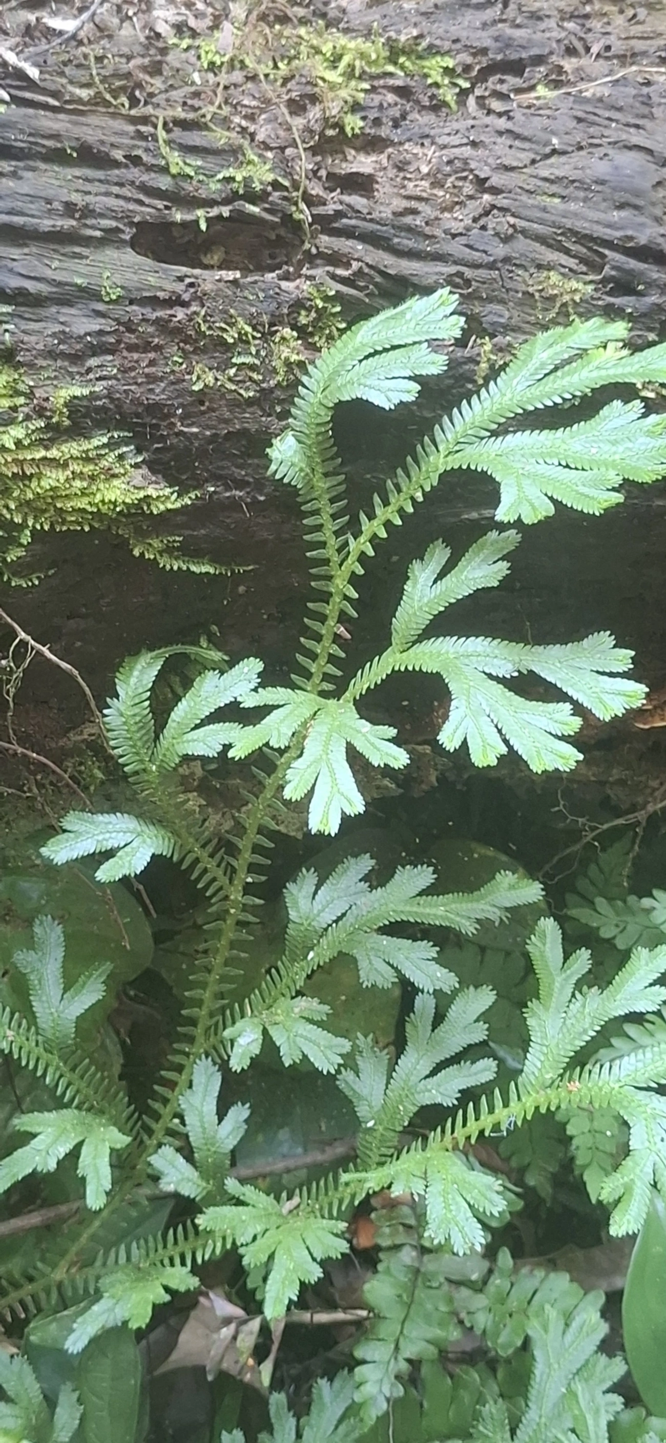 Selaginella, plantas, fotografado em Maresias, São Sebastião