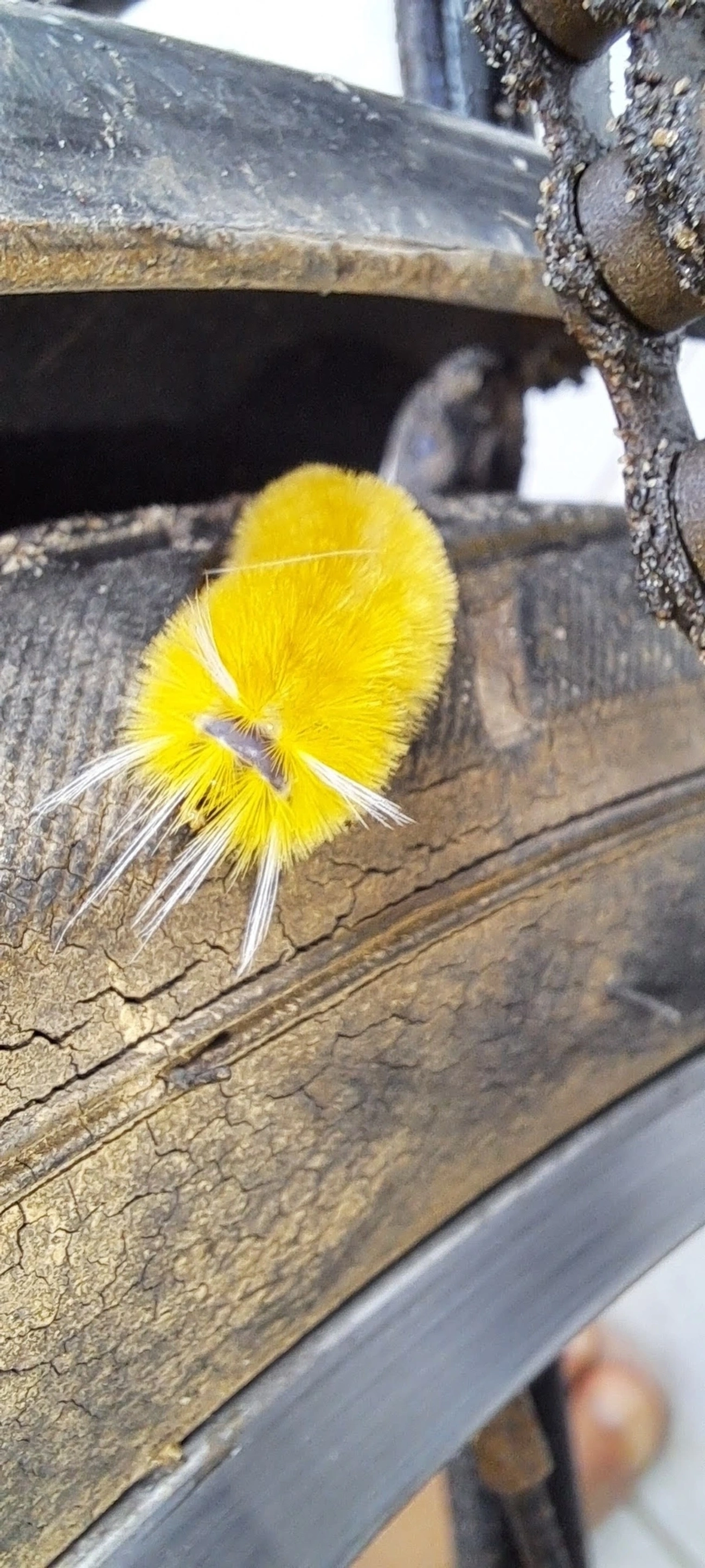 Mariposa-urso-de-Santa Ana (Lophocampa annulosa), insetos, fotografado em Maresias, São Sebastião