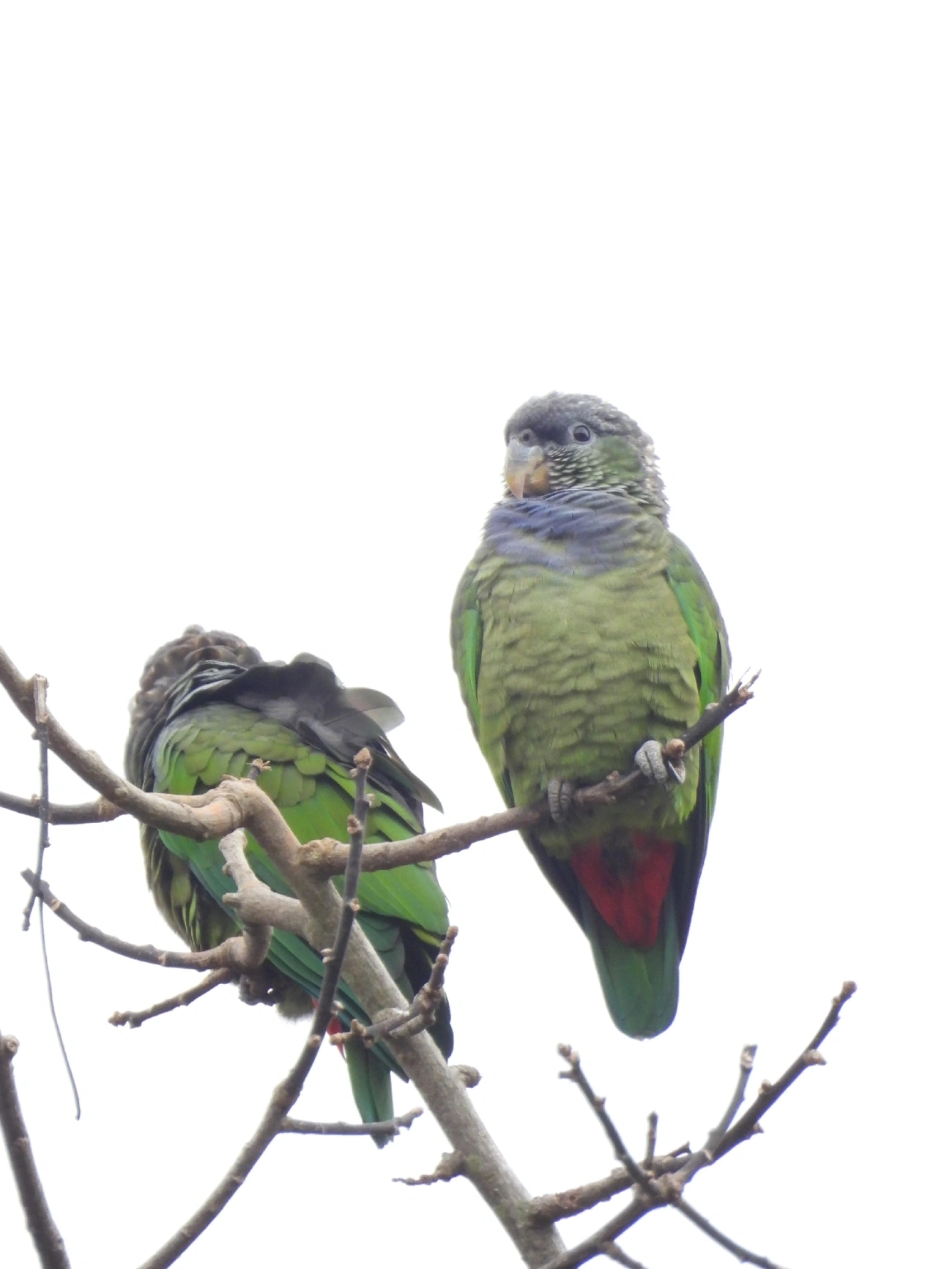 Maitaca-verde (Pionus maximiliani), aves, fotografado em Catuçaba, São Luíz do Paraitinga