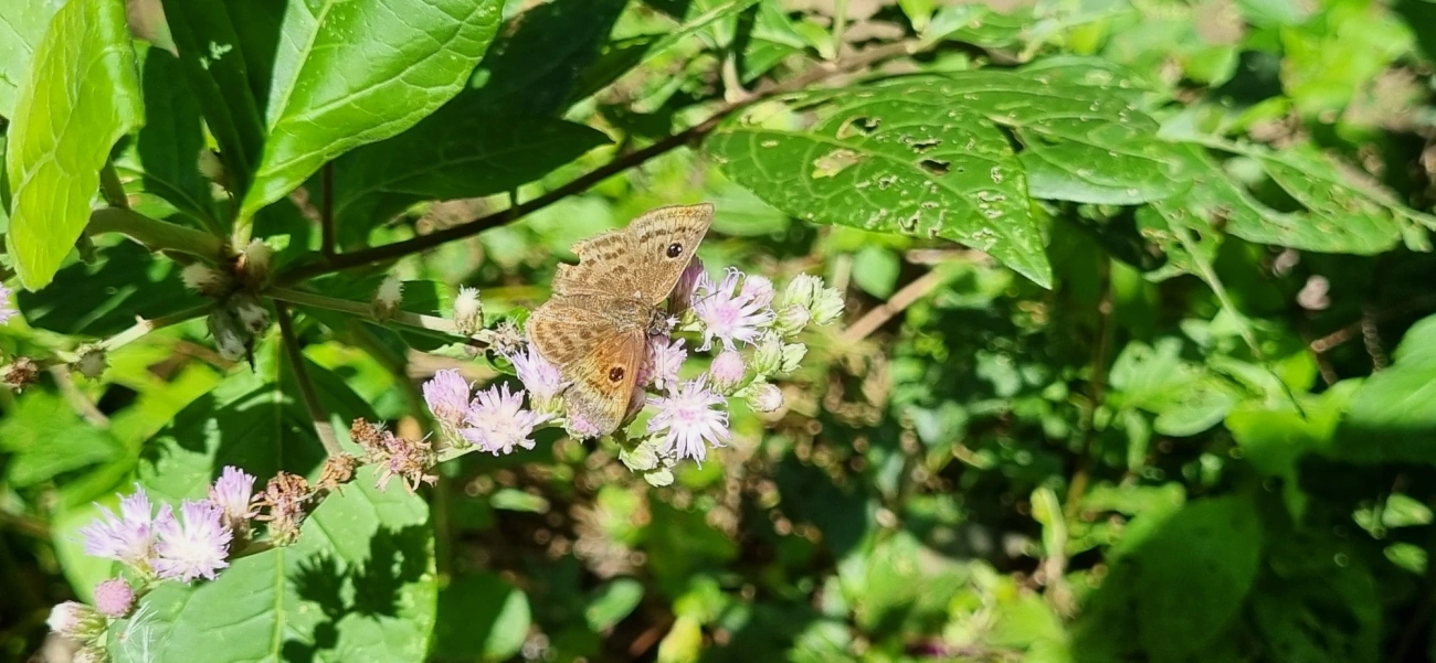 Cyclosemia, insetos, fotografado em Paúba, São Sebastião