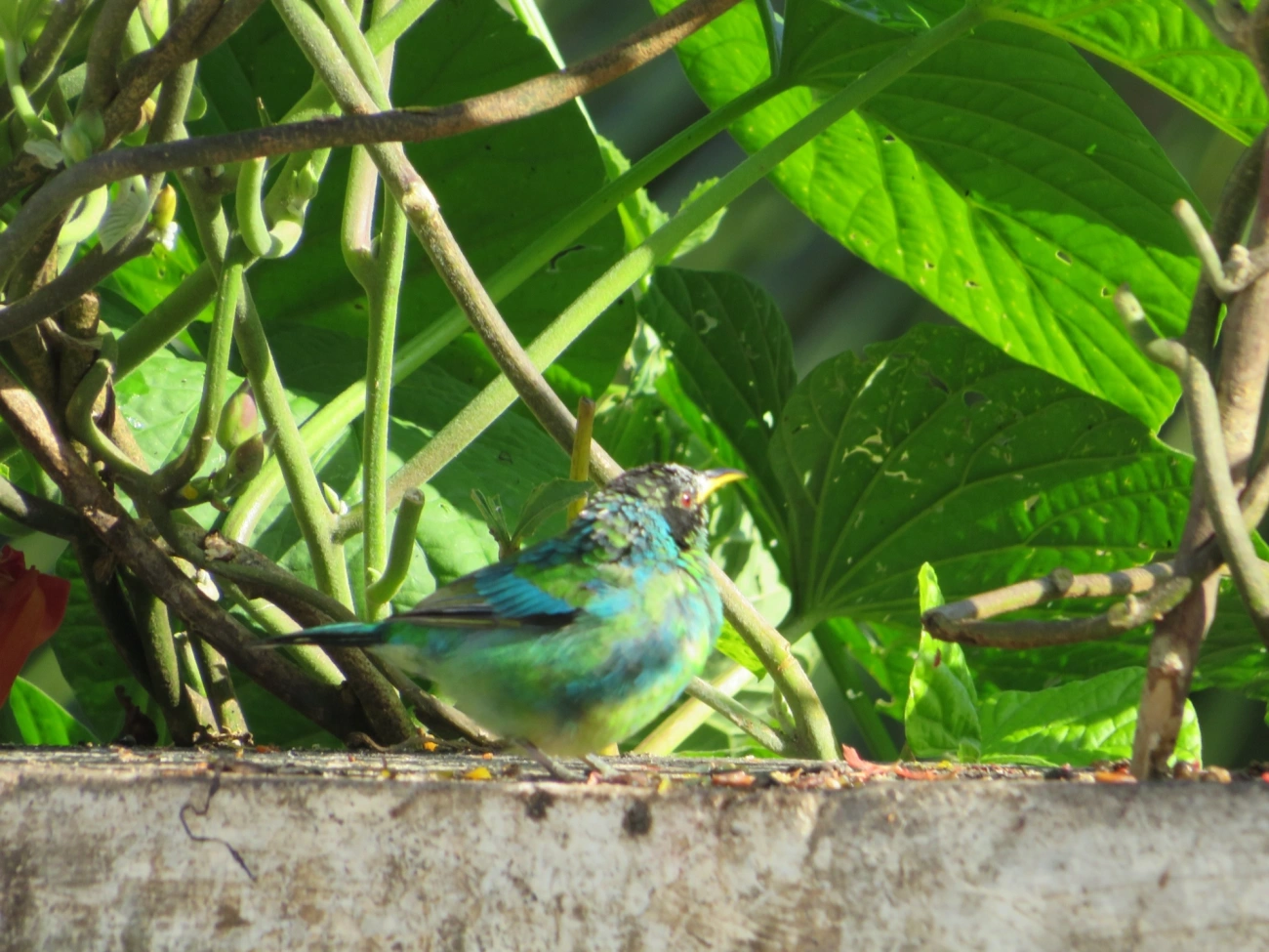 Saí-verde (Chlorophanes spiza), aves, fotografado em Maresias, São Sebastião