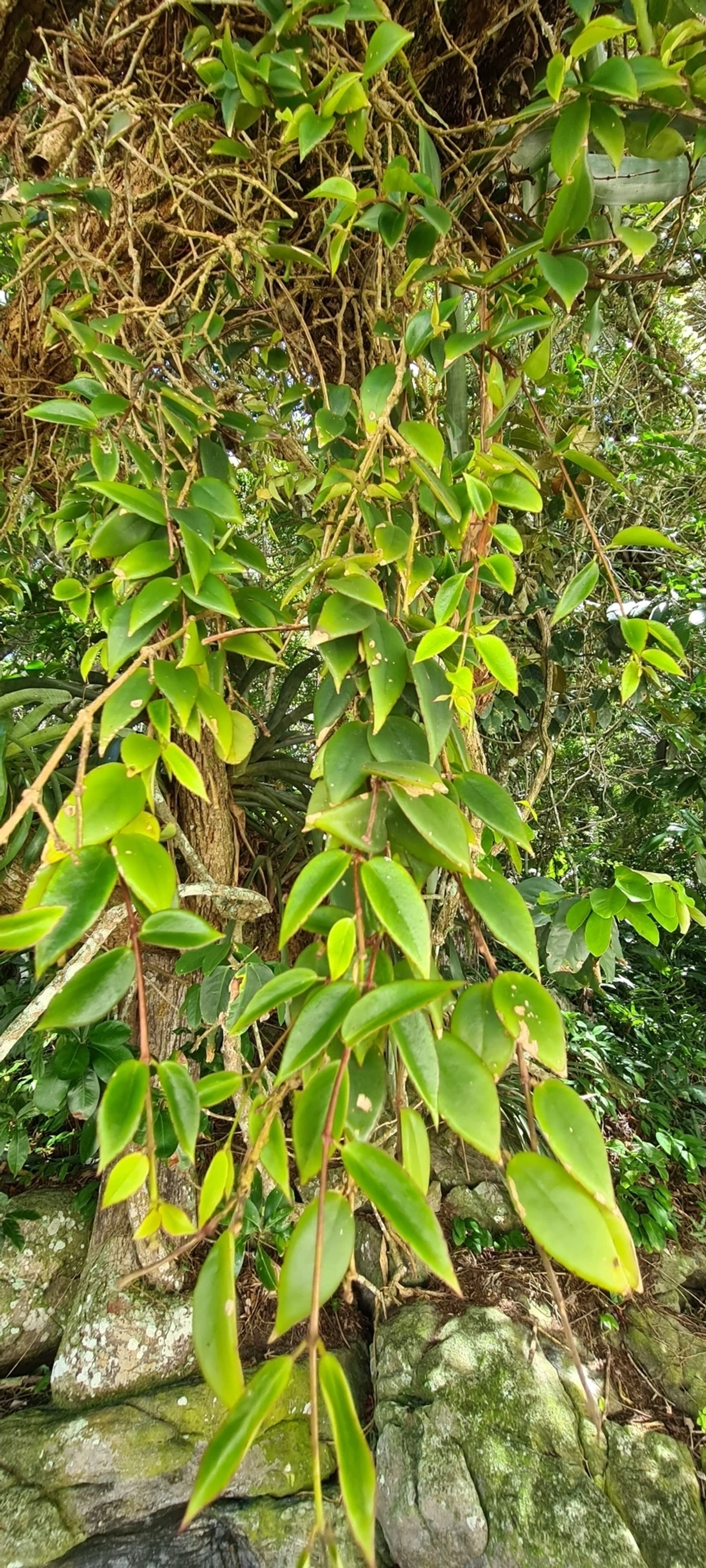 Codonanthe gracilis, plantas, fotografado em Maresias, São Sebastião