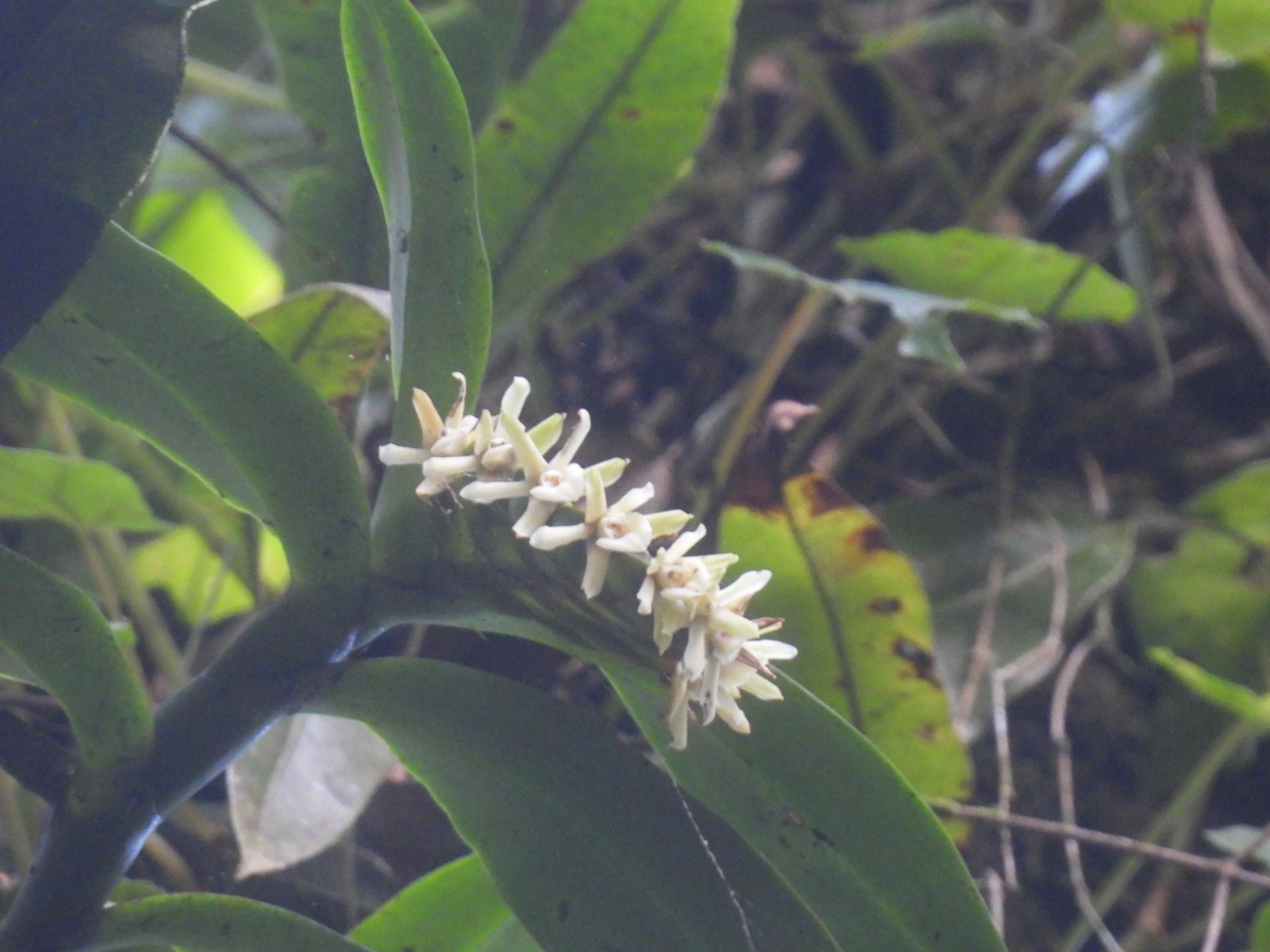 Epidendrum paranaense, plantas, fotografado em Resende