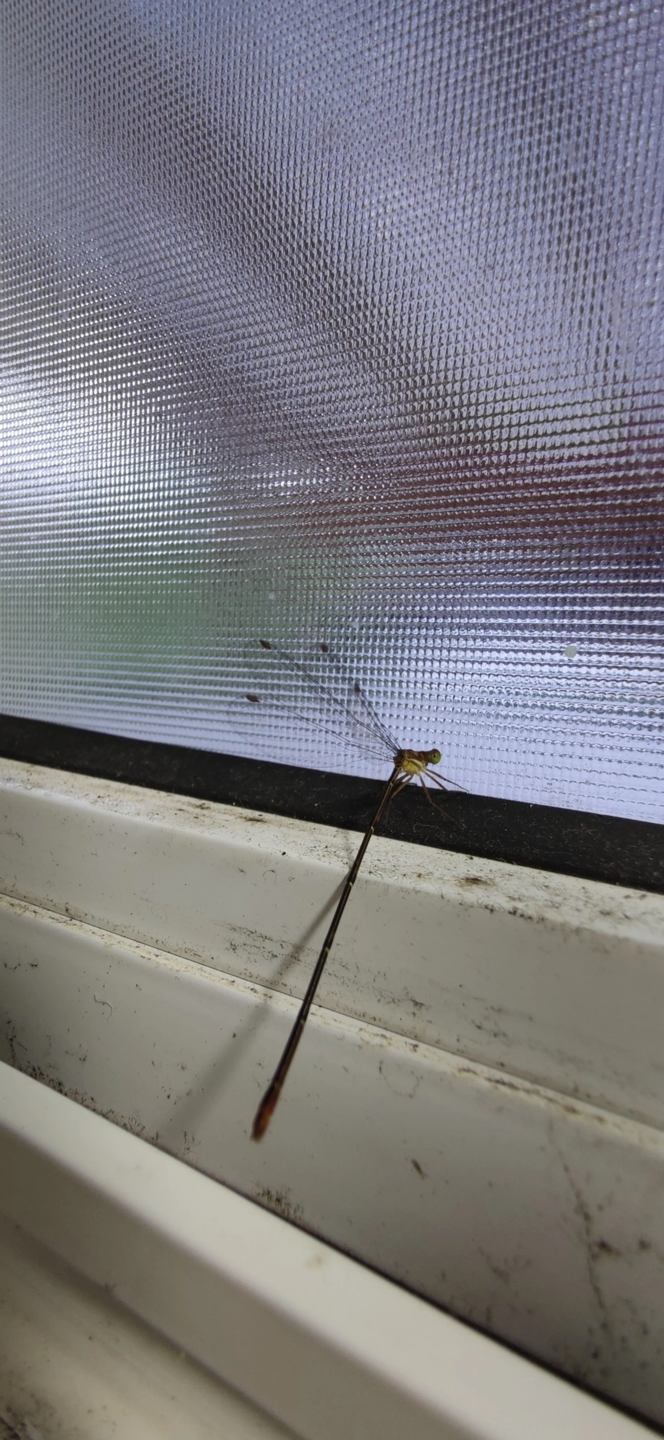 Heteragrion, insetos, fotografado em Maresias, São Sebastião