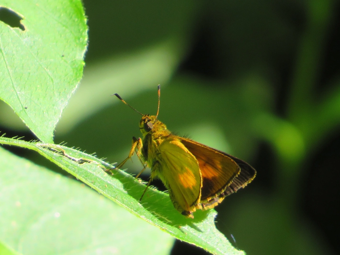 Saltadora-das-trilhas (Anthoptus epictetus), insetos, fotografado em Maresias, São Sebastião