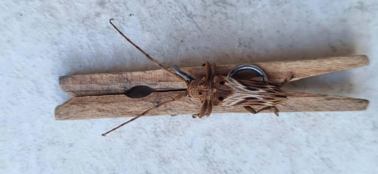 Rhaphiptera nodifera, insetos, fotografado em Maresias, São Sebastião