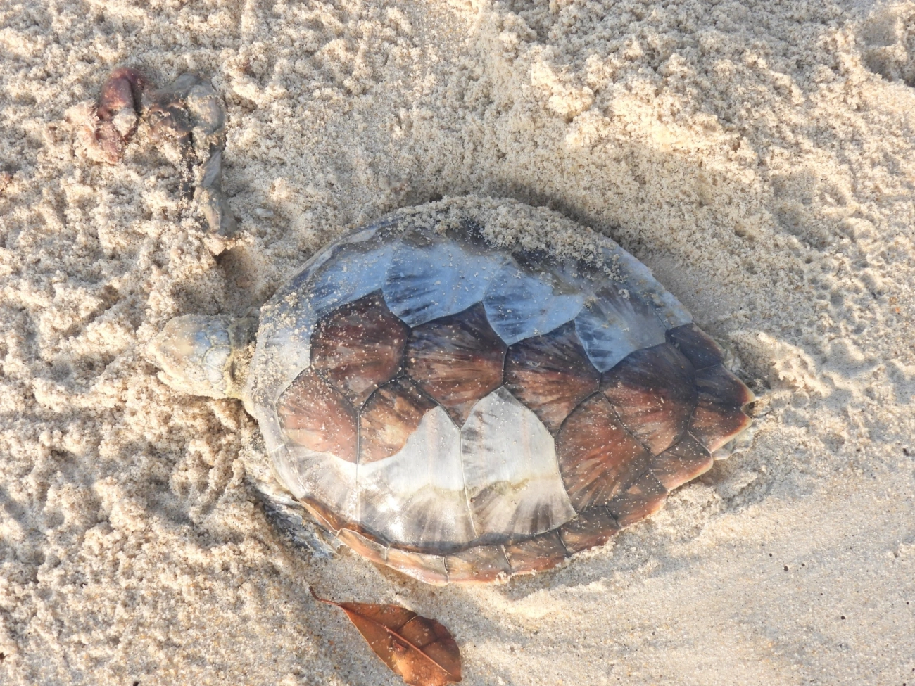 Tartaruga-verde (Chelonia mydas), répteis, fotografado em São Sebastião