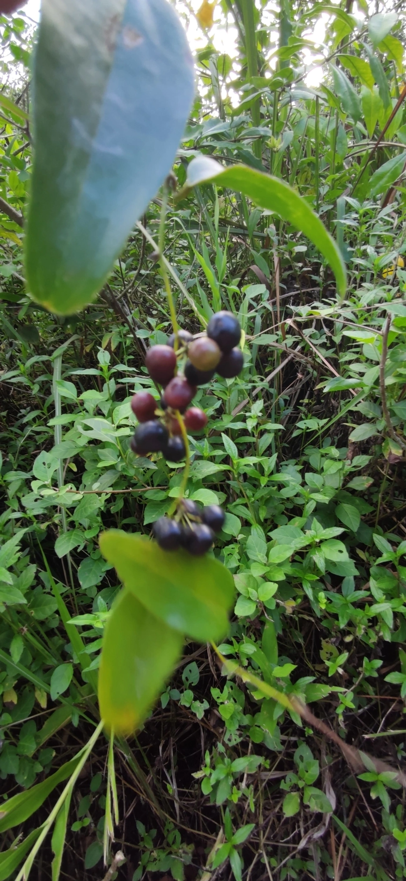 Smilax, plantas, fotografado em Maresias, São Sebastião