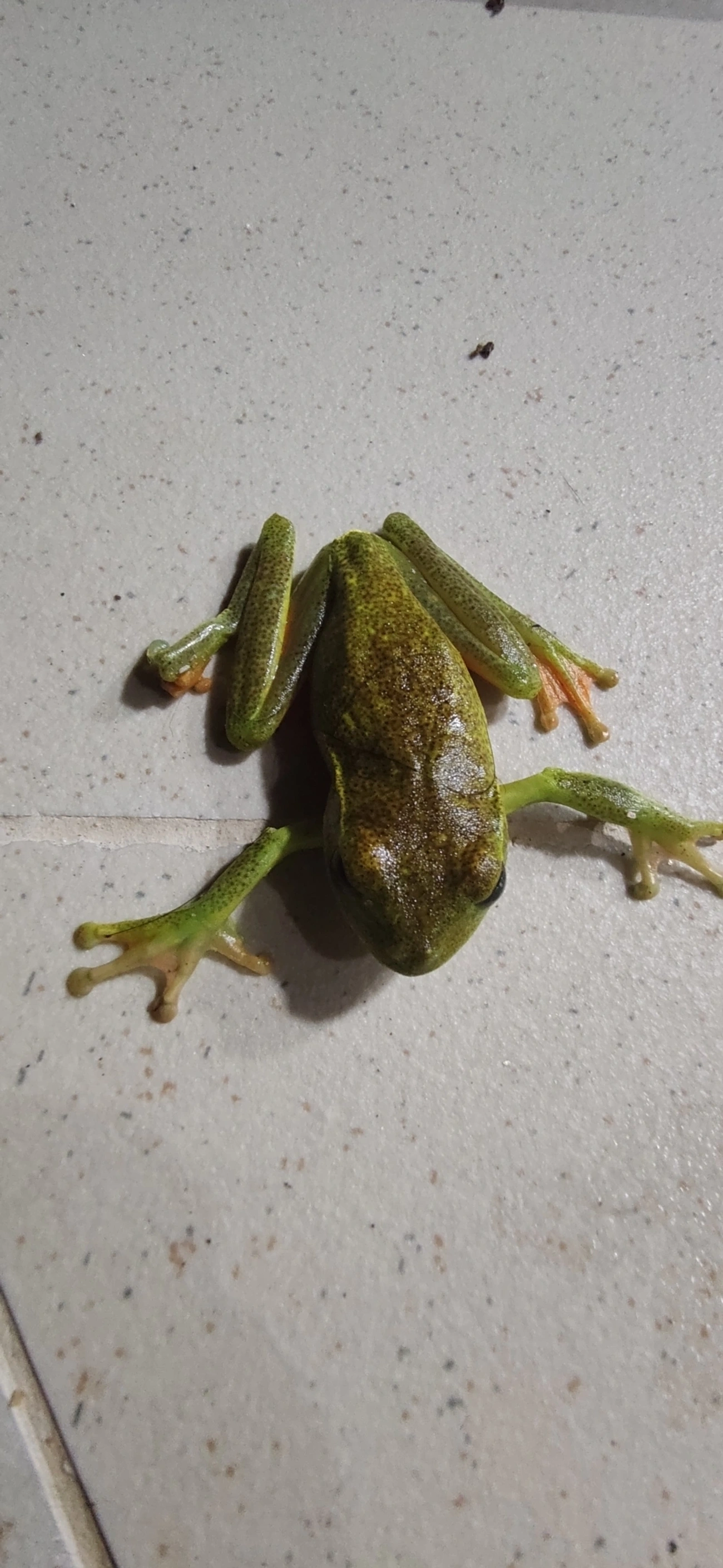 Perereca-araponga (Boana albomarginata), anfíbios, fotografado em Maresias, São Sebastião