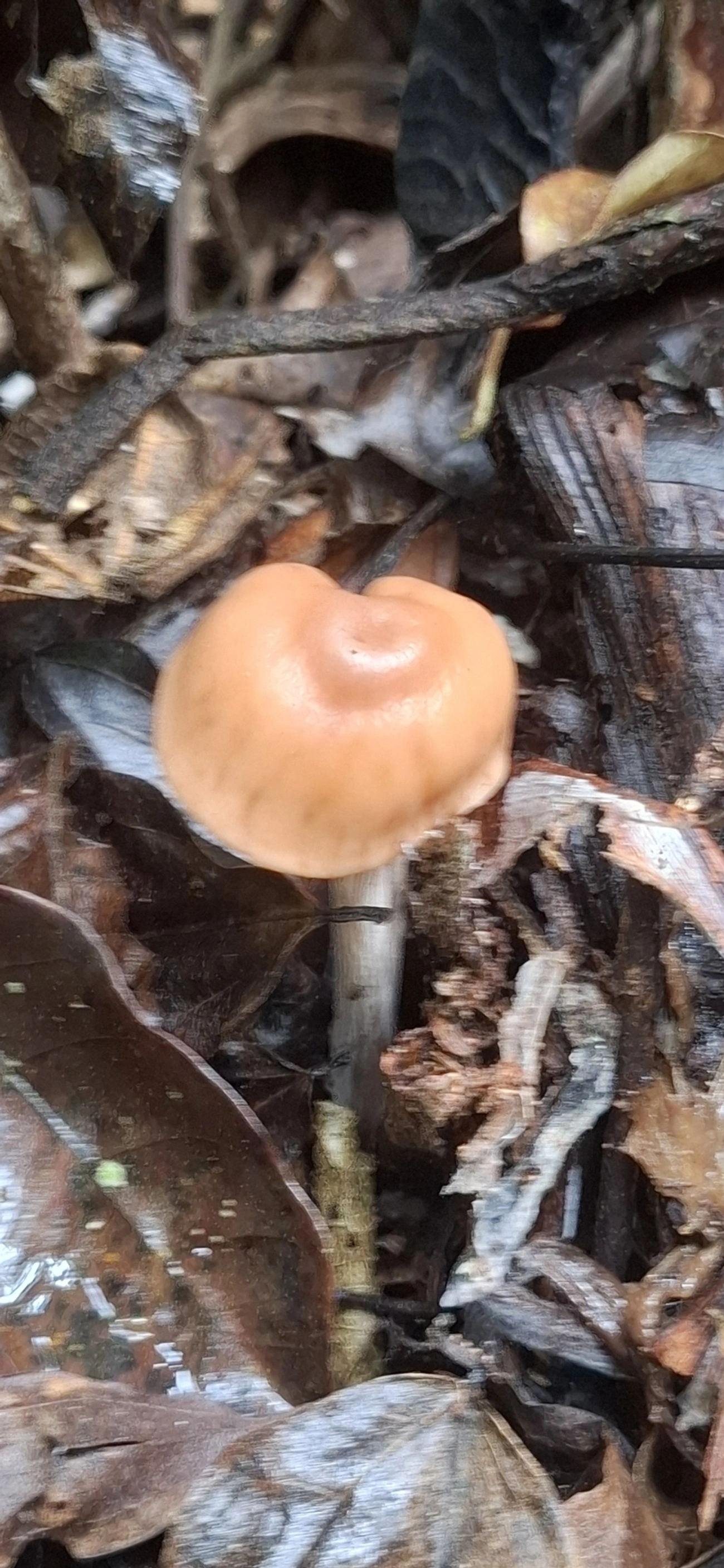Singerocybe clitocyboides, fungos, fotografado em Maresias, São Sebastião