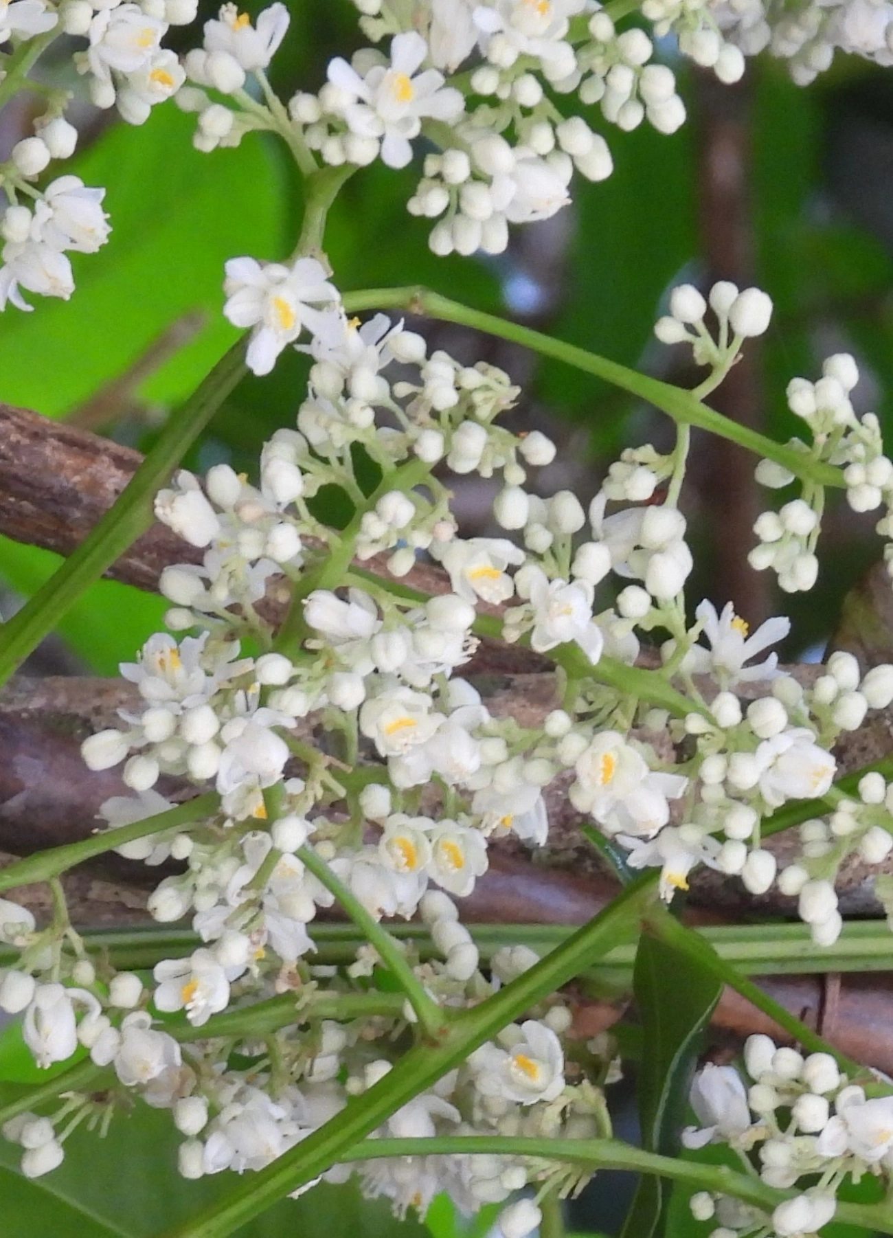 Marinheiro (Guarea guidonia), plantas, fotografado em Maresias, São Sebastião