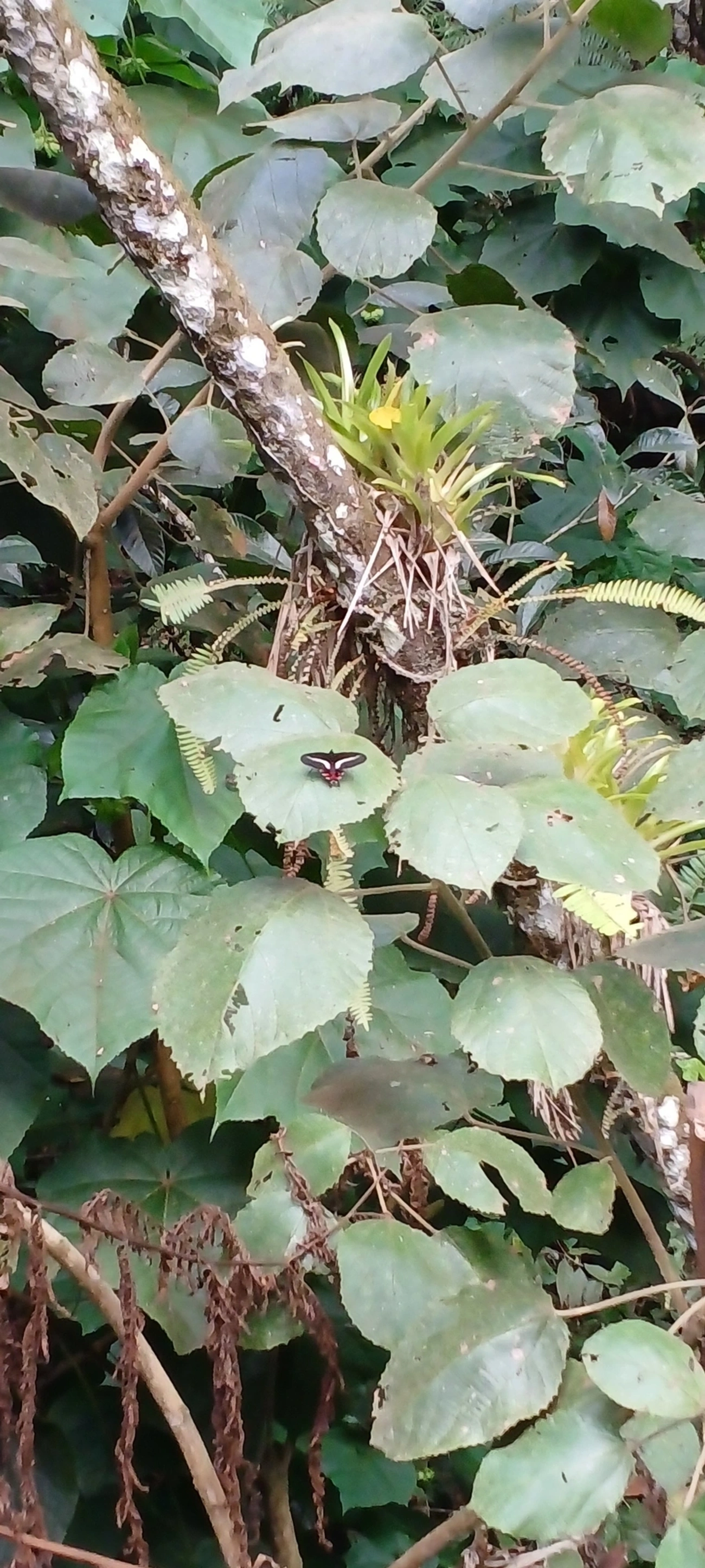 Parides proneus, insetos, fotografado em Visconde de Mauá