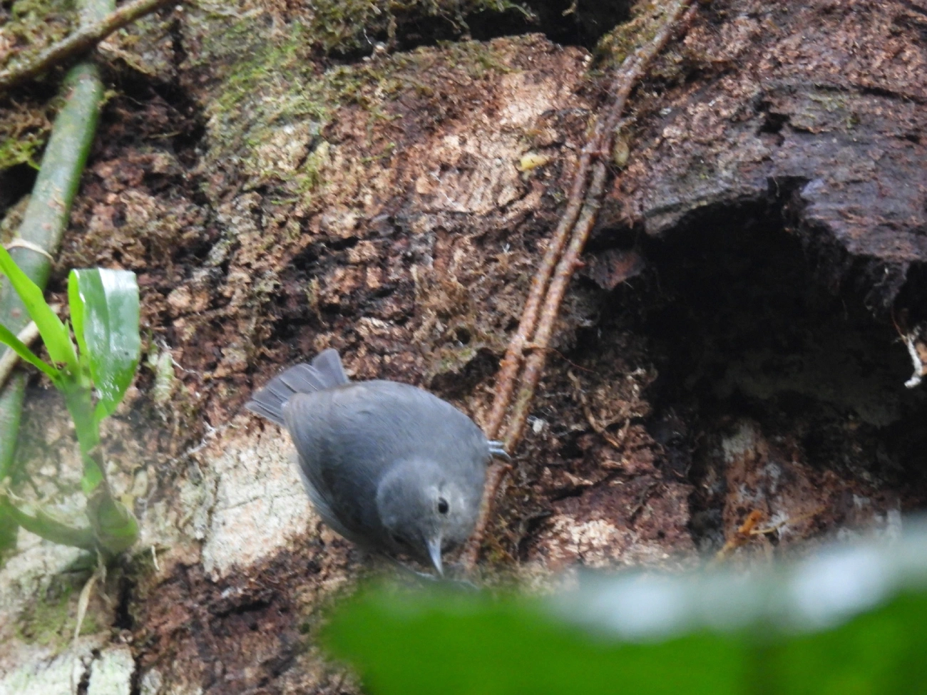 Choquinha-Cinzenta (Myrmotherula unicolor), aves, fotografado em Maresias, São Sebastião