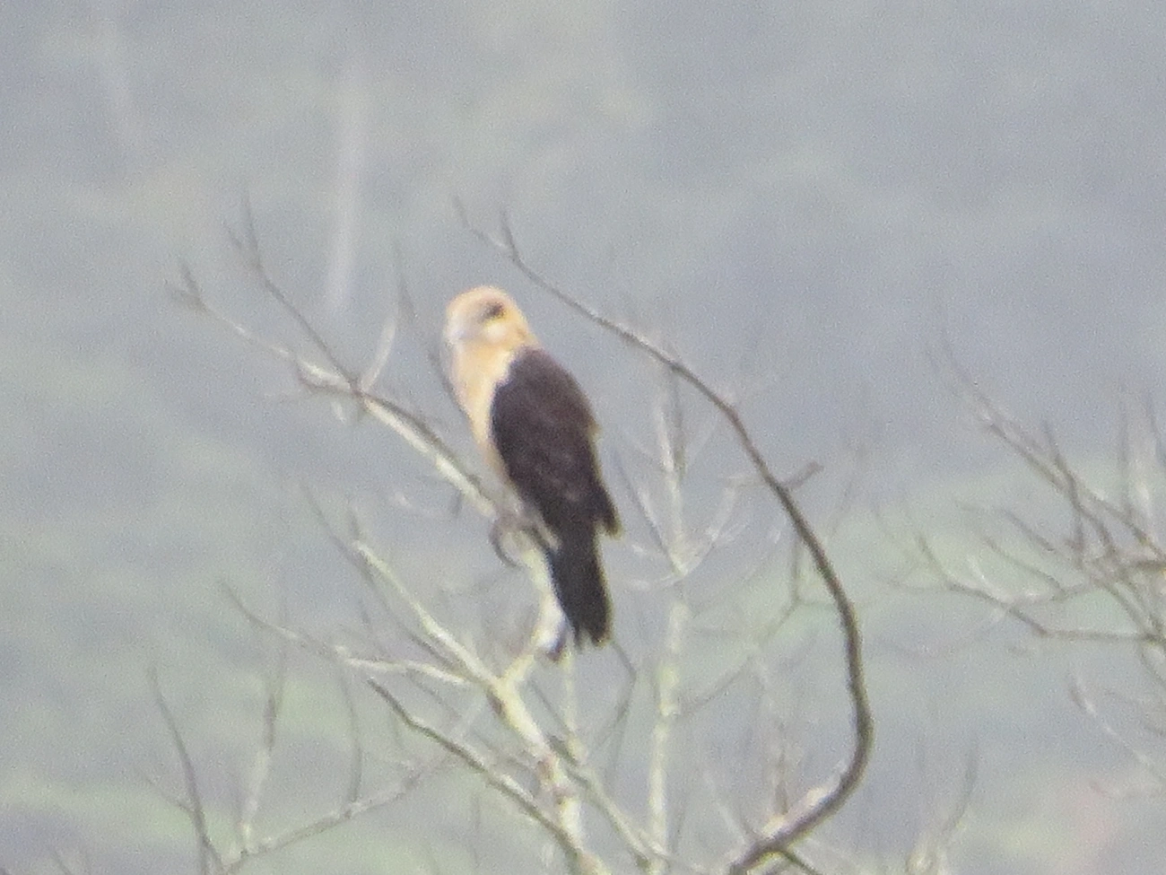 Carrapateiro (Daptrius chimachima), aves, fotografado em Maresias, São Sebastião