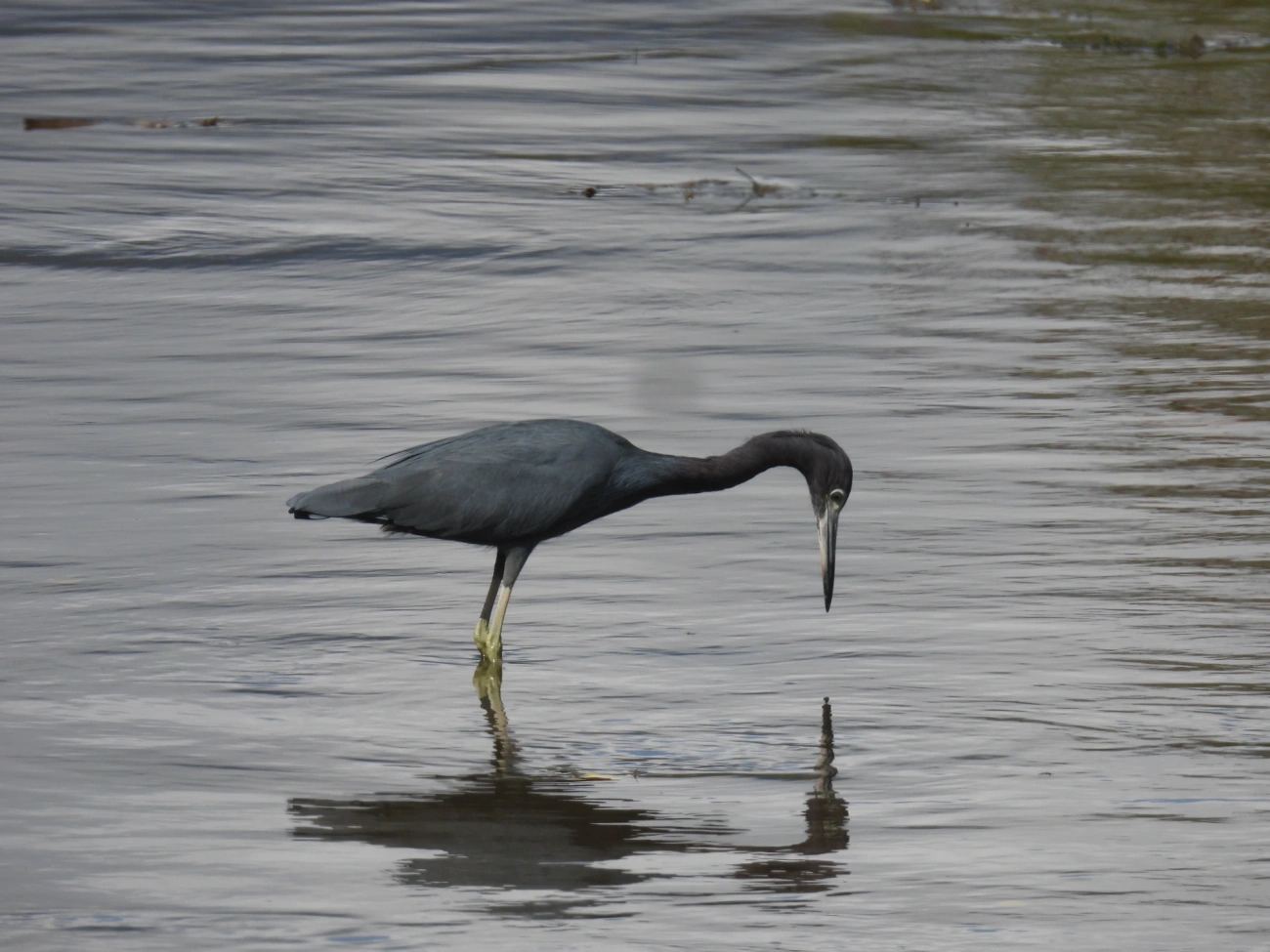 Garça-azul (Egretta caerulea), aves, fotografado em Maresias, São Sebastião