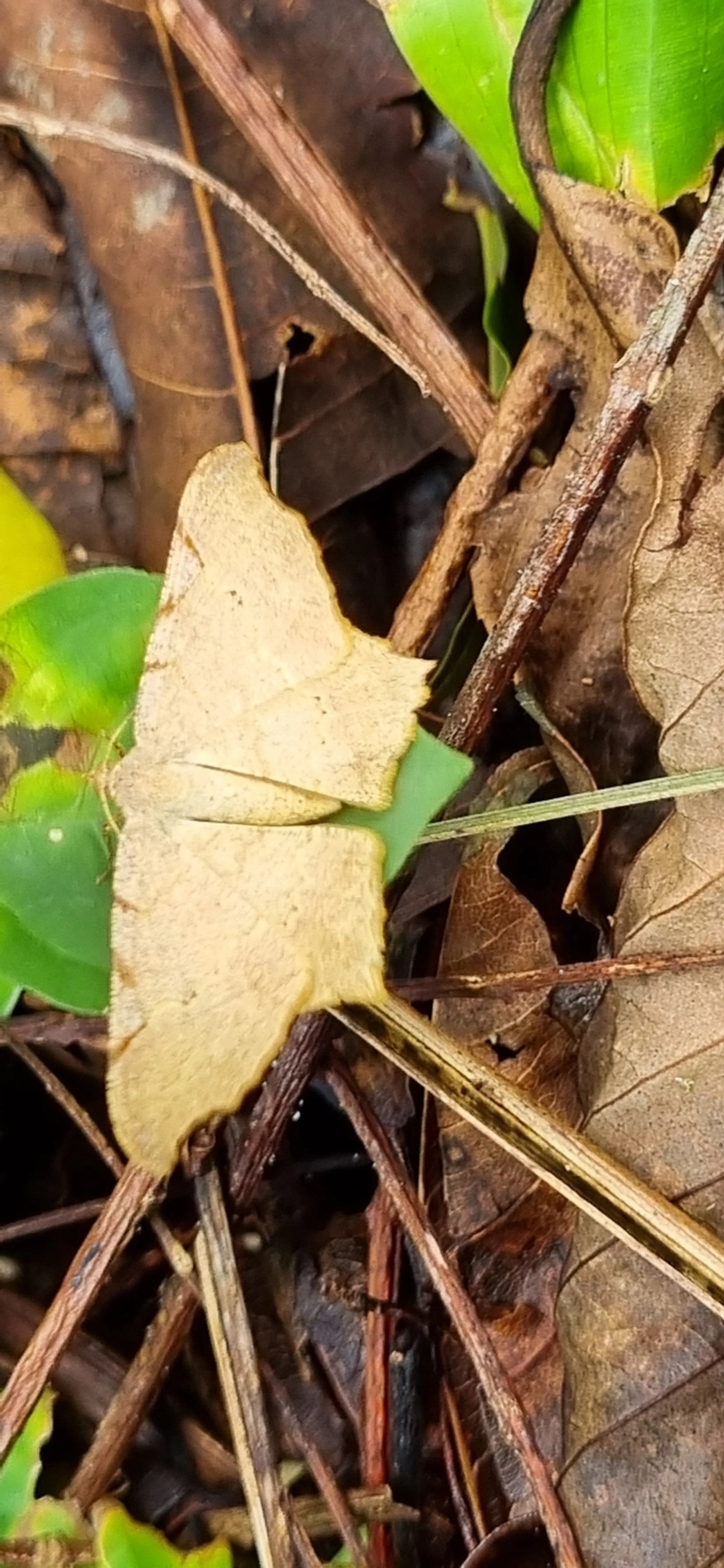 Ennominae, insetos, fotografado em Paúba, São Sebastião